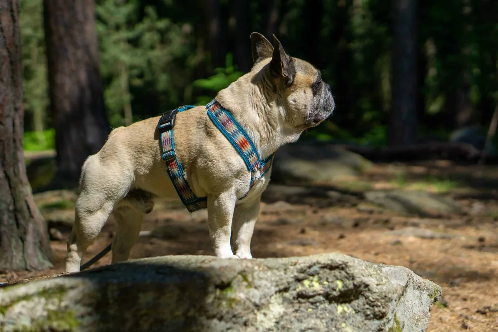 Fawn Frenchie im Wald