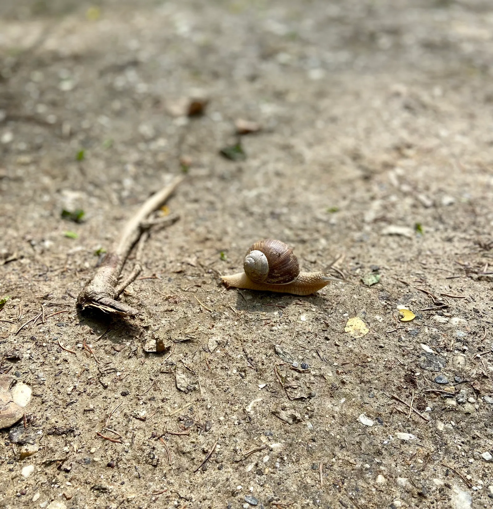 Schnecke am Weg