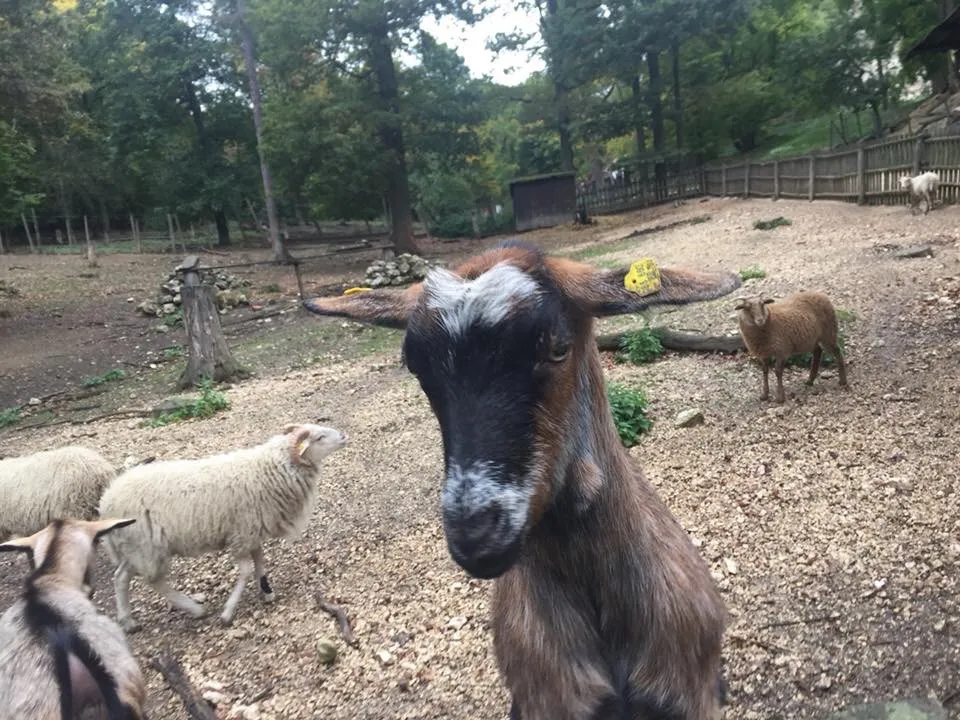 Ausflug mit Hund zu den Wölfen im Wildpark Ernstbrunn, NÖ