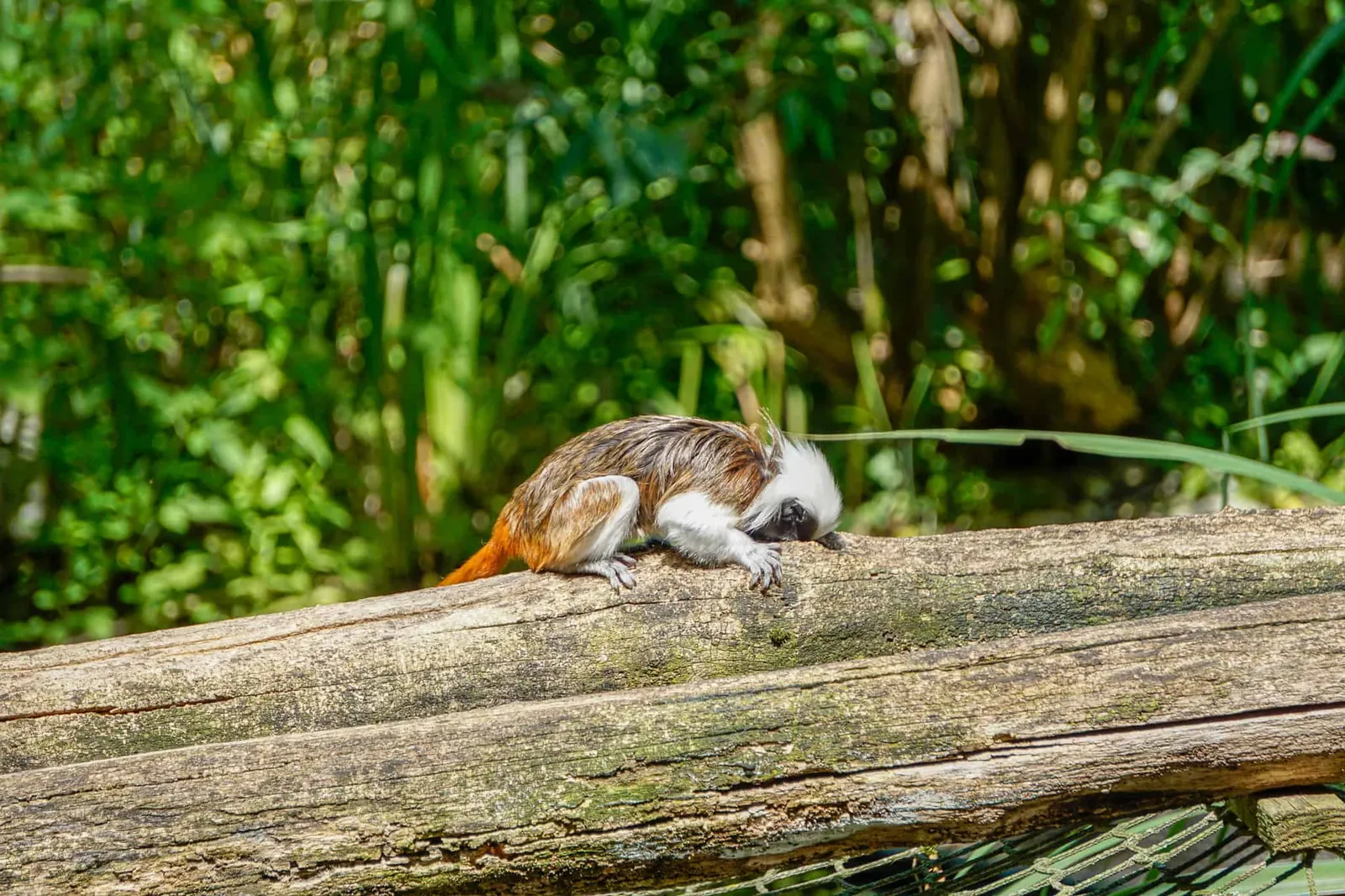 Ausflug Hund Tierpark Herberstein