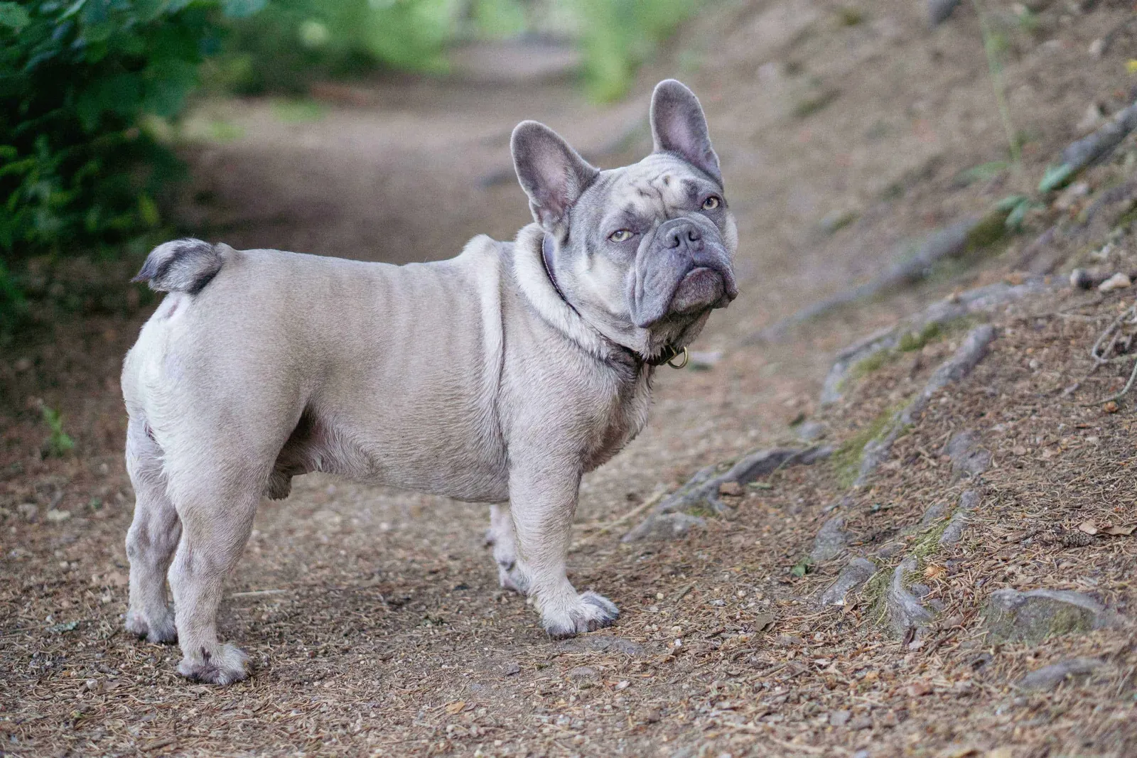 Graue Französische Bulldogge auf Waldweg