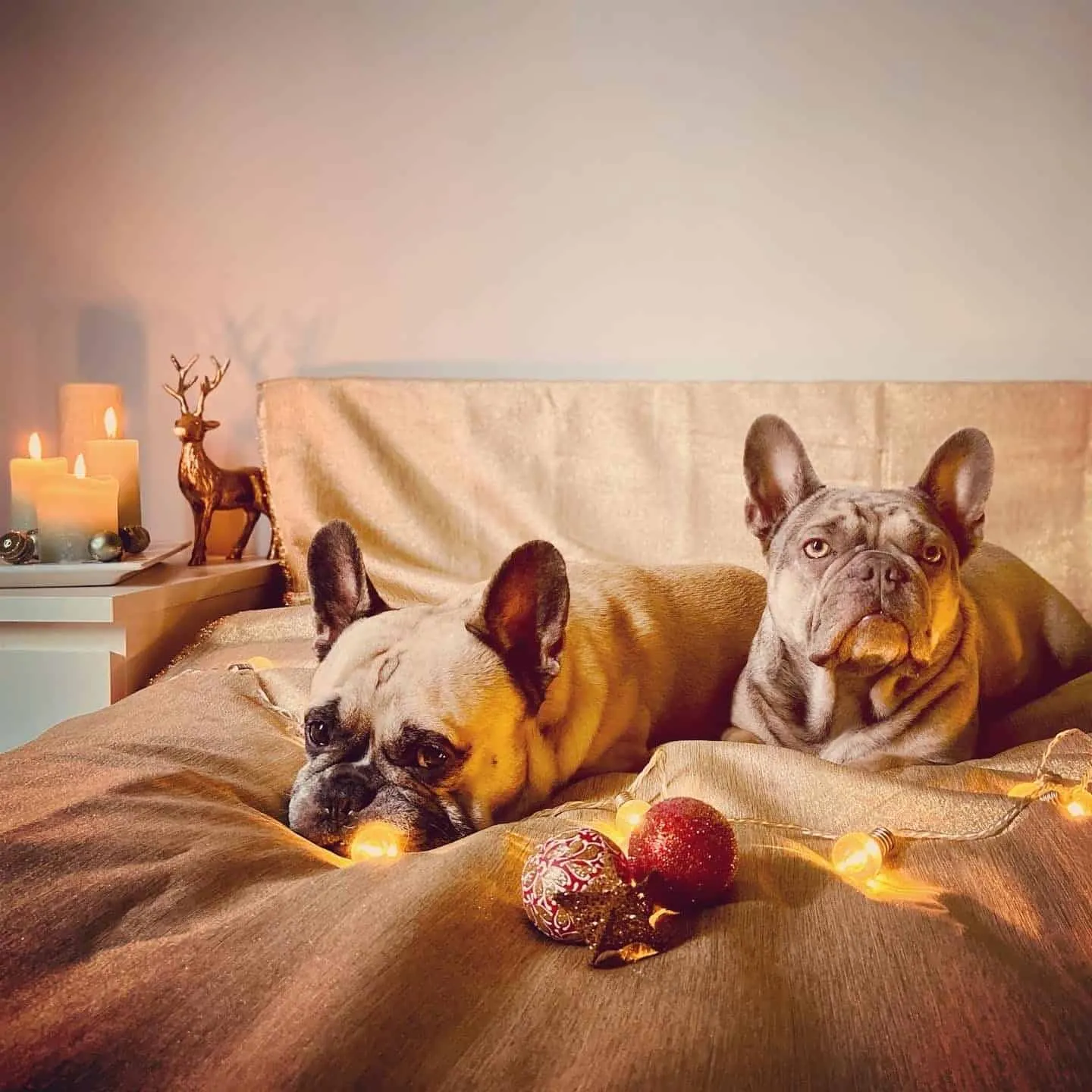Weihnachtshund Murphy und Archie