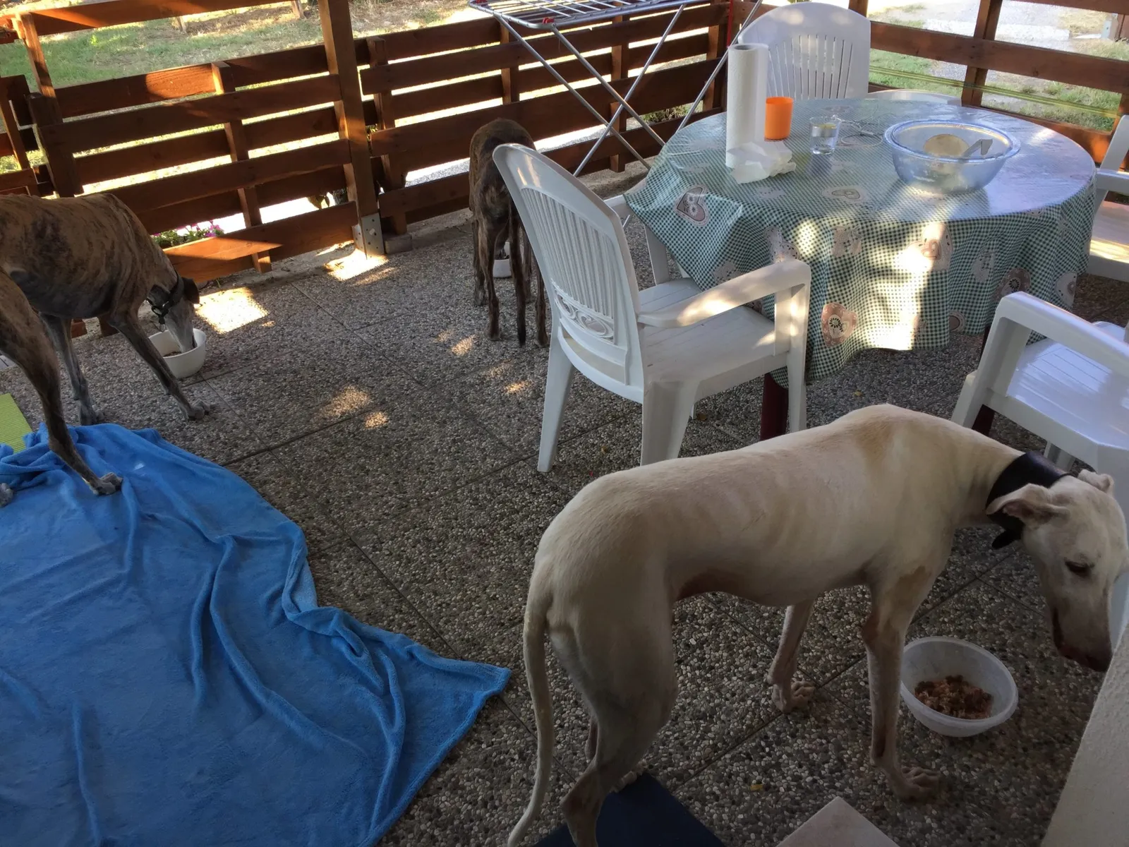 Urlaub mit Hund in Italien - Spanische Galgos in Cavallino-Treporti