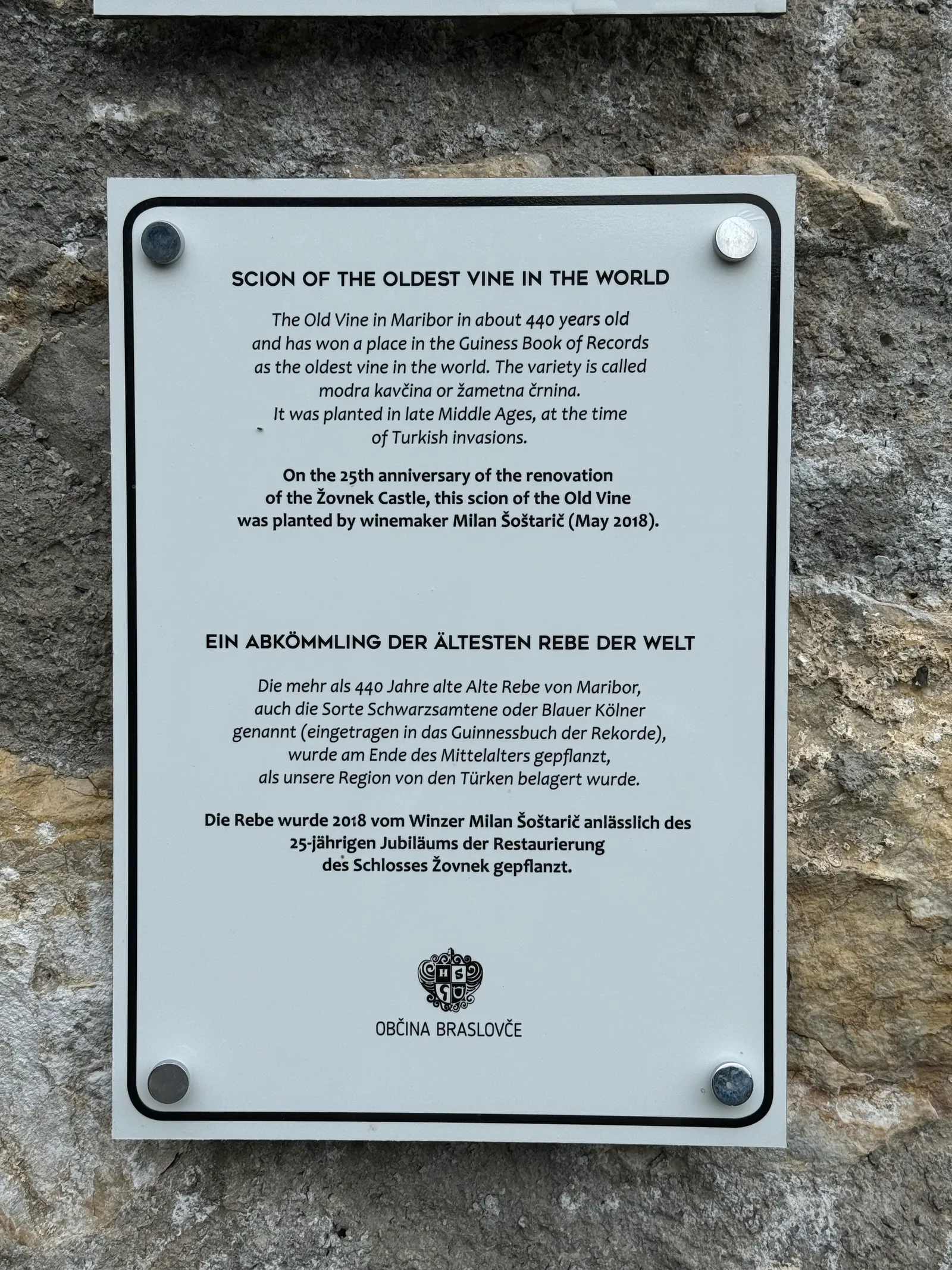 Infotafel an der Steinmauer von Grad Žovnek über einen Ableger der ältesten Weinrebe der Welt aus Maribor.