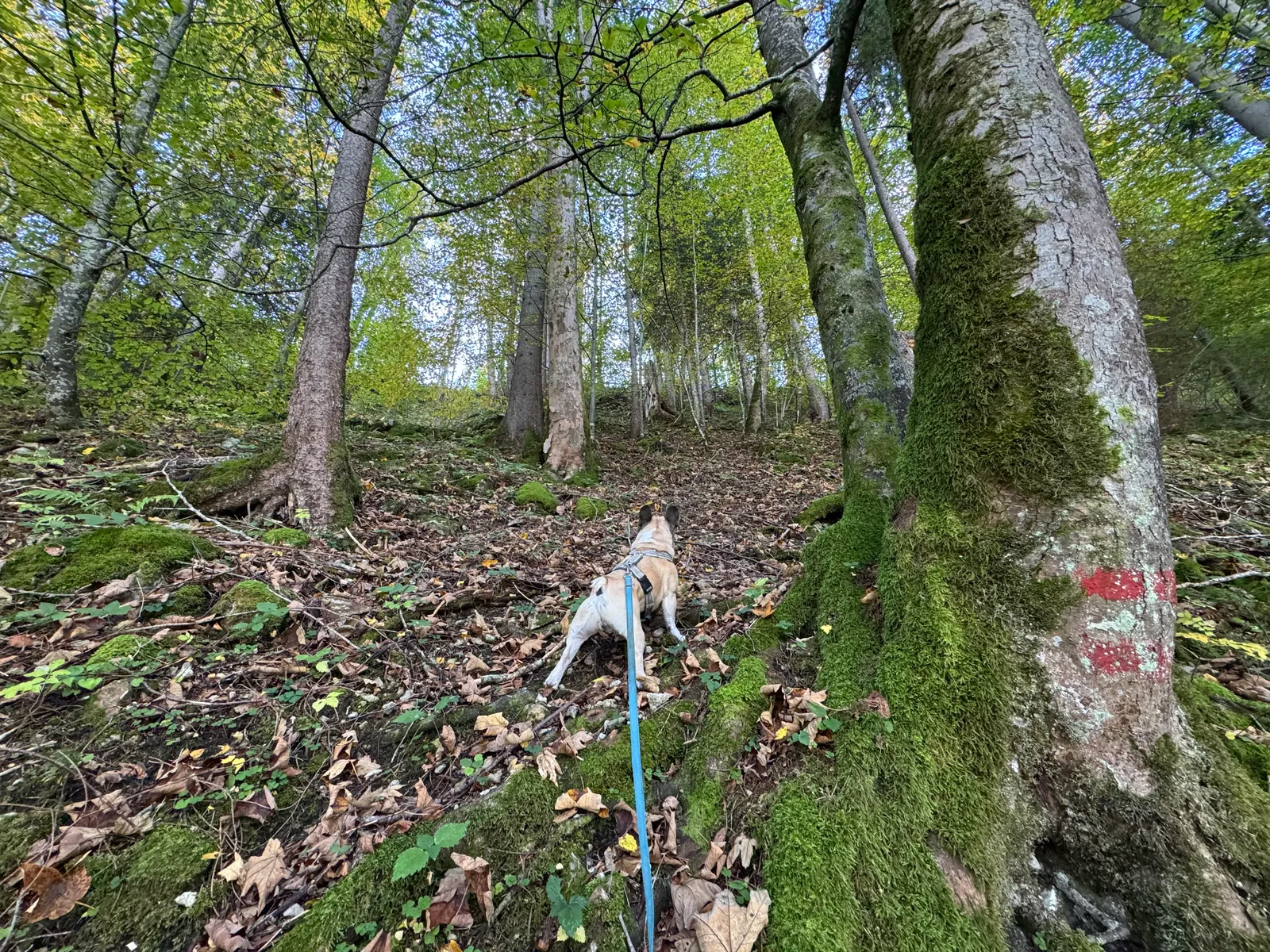 Murphy läuft an der Leine durch einen moosbedeckten Laubwald.