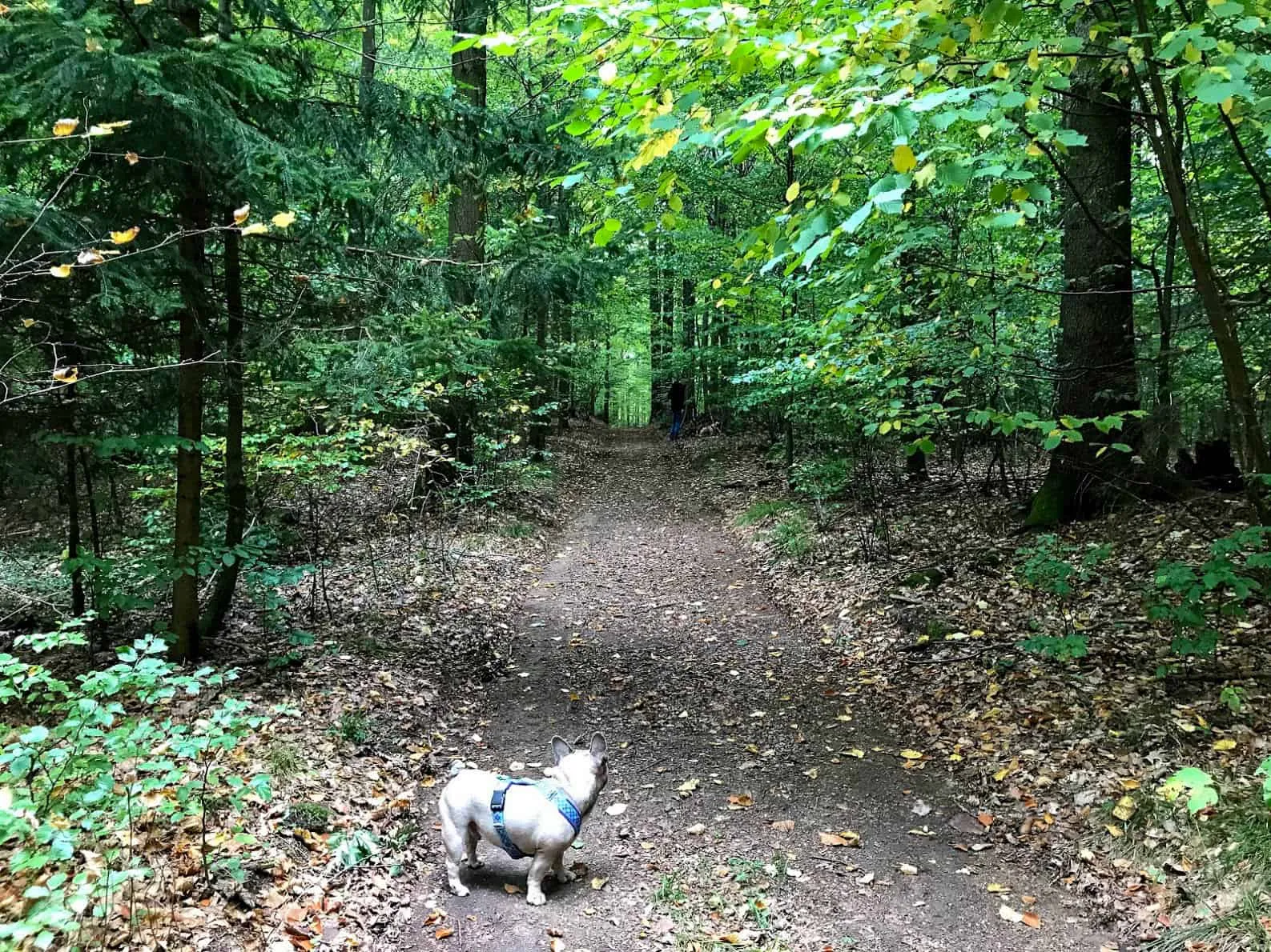 Waldviertel Zwettl Hundereise