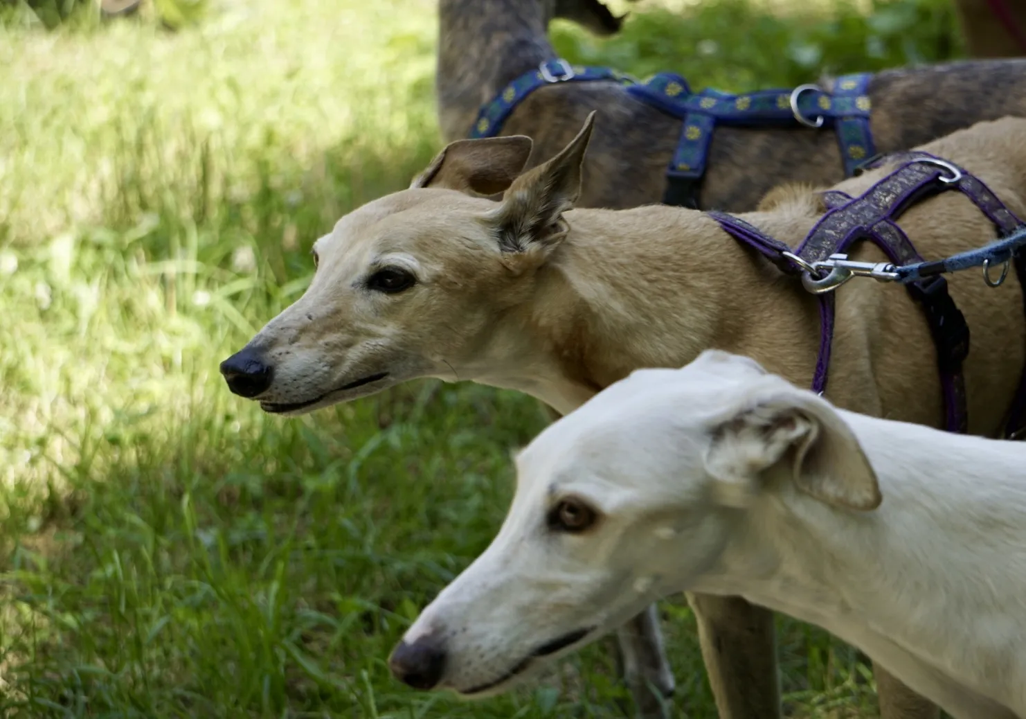 Greyhound