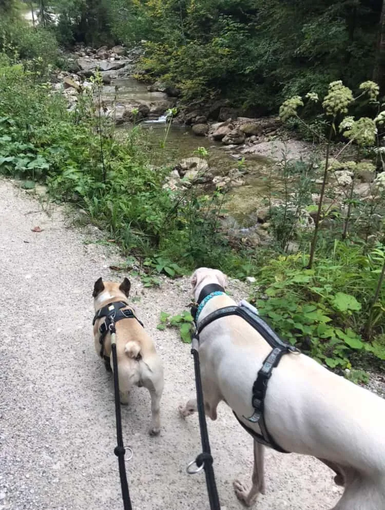 Urlaub mit Hund - Rußbach, Gosau, Traunsee - Salzburg & Oberösterreich