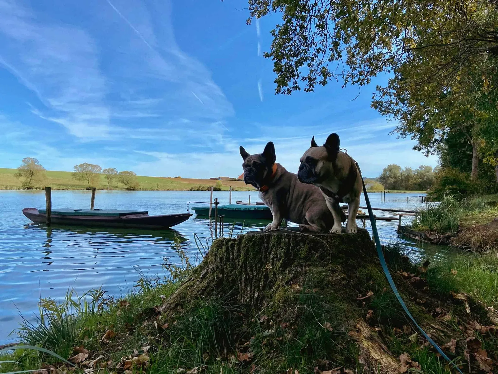 Archie und Murphy auf einem Baumstamm vor dem Stausee Urbersdorf