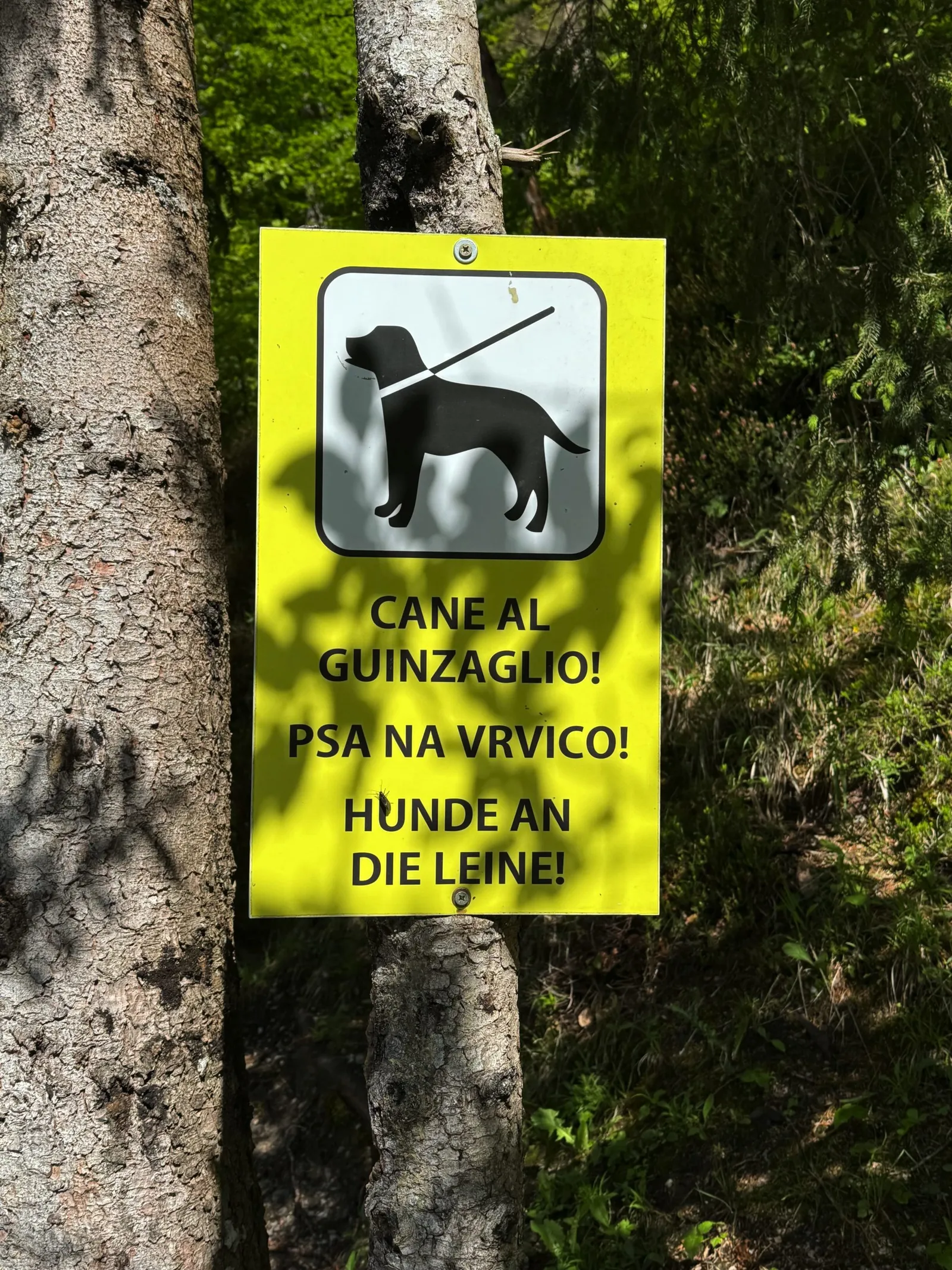 Gelbes Hinweisschild an einem Baumstamm mit der Aufschrift „Hunde an die Leine" in drei Sprachen.