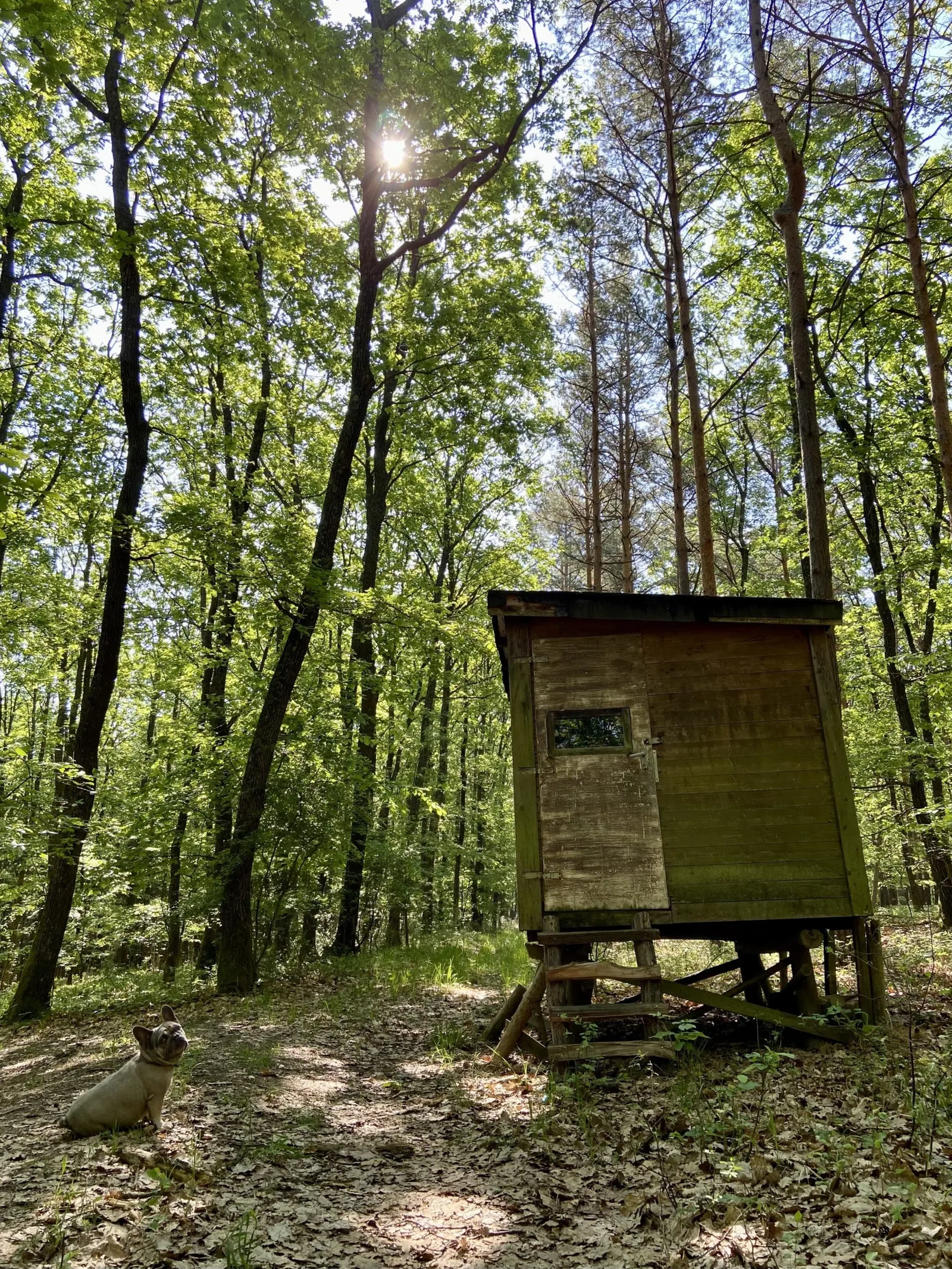 Archie und ein Hochsitz vom Jäger im Wald