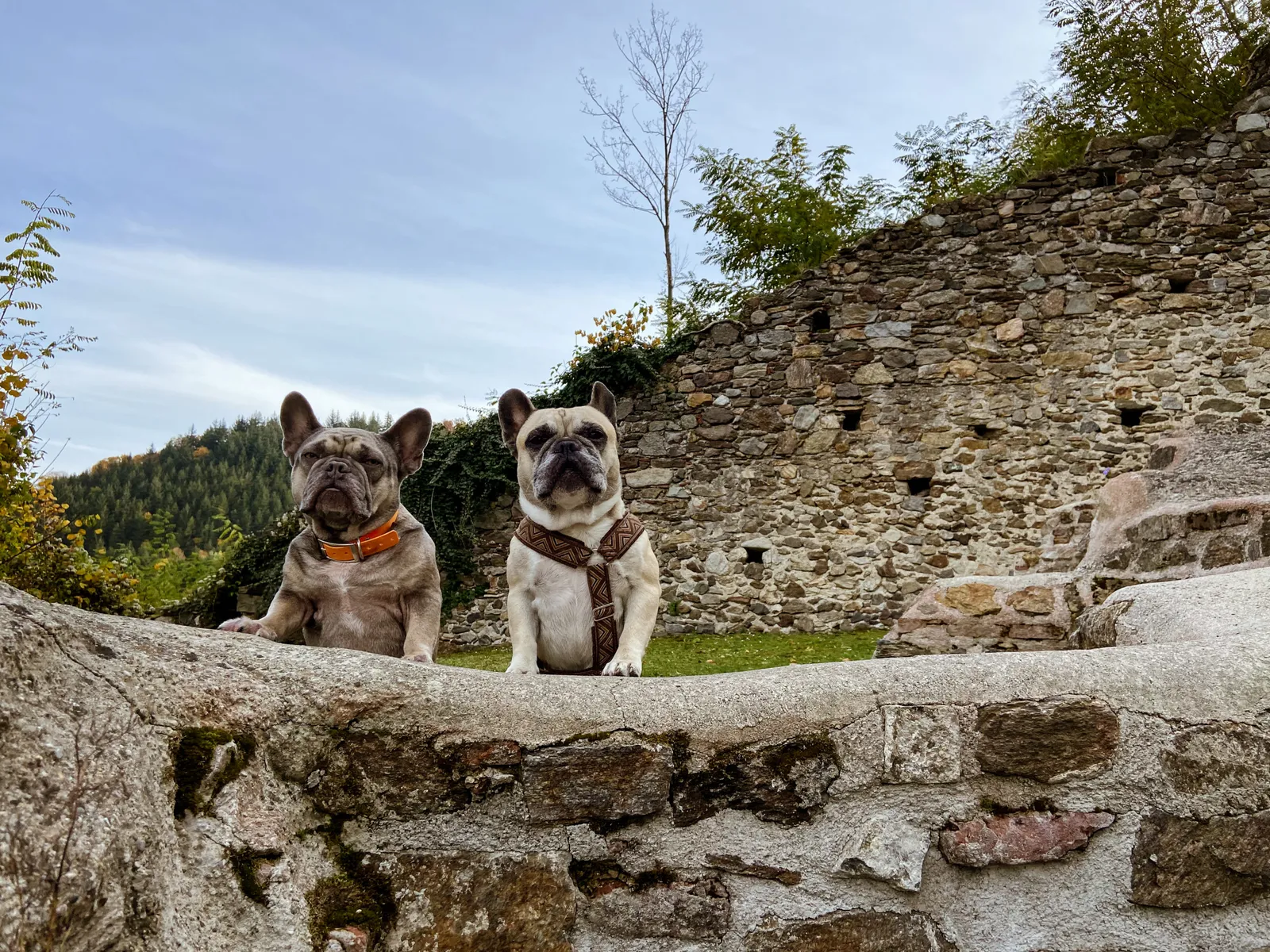 Burgruine Kirchschlag Archie und Murphy Mauer