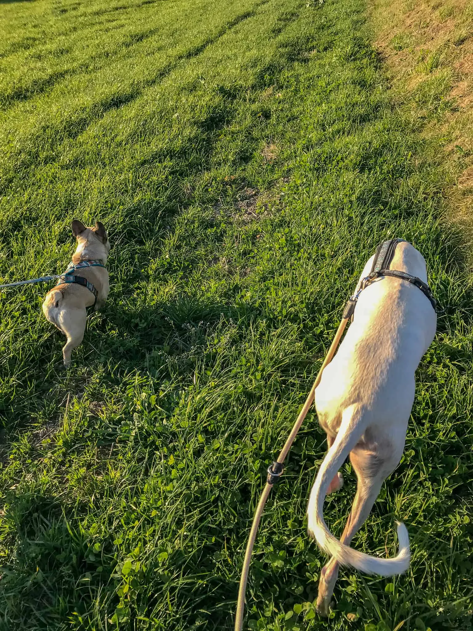 hundefreundliche Wanderung Bucklige Welt