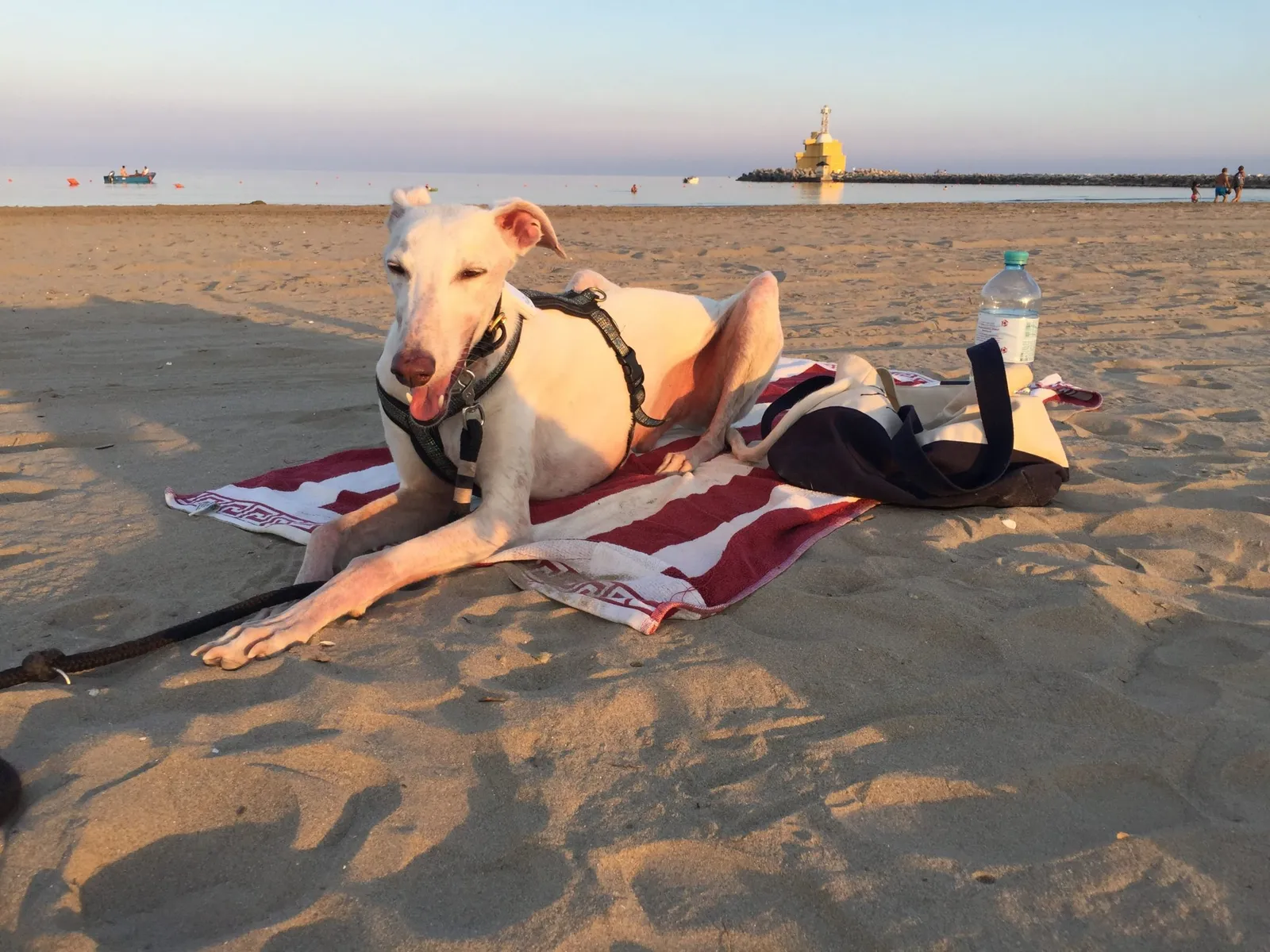 Urlaub mit Hund in Italien - Spanische Galgos in Cavallino-Treporti