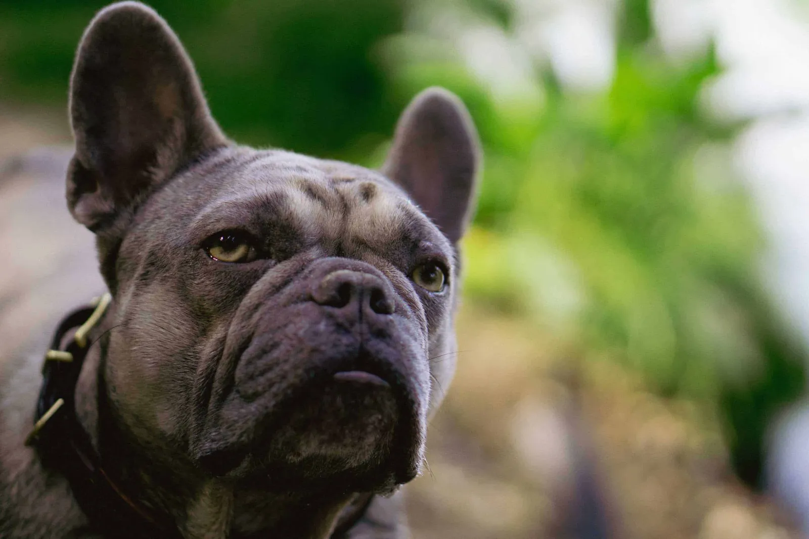 Archie Profilbild