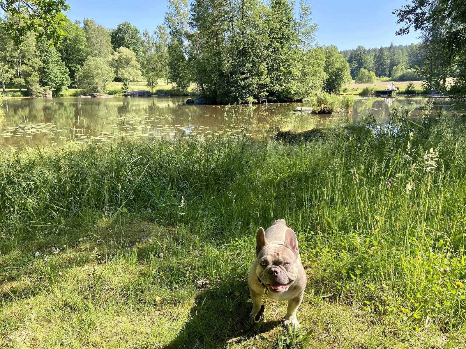 Hund vor Blockheide Teich