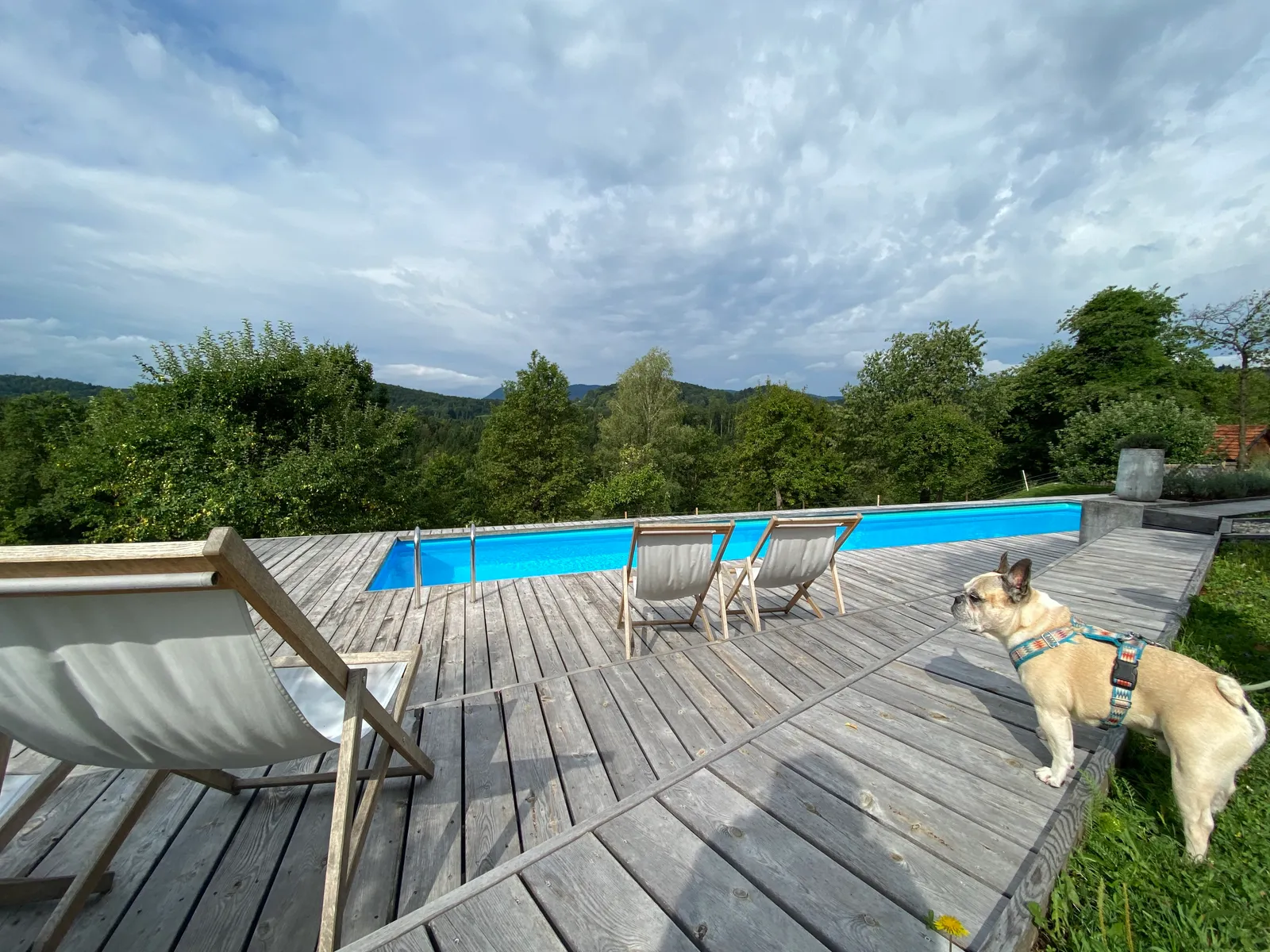 Eine Französische Bulldogge steht auf der Holzterrasse beim Pool des Lavender Hill Eco Resorts.