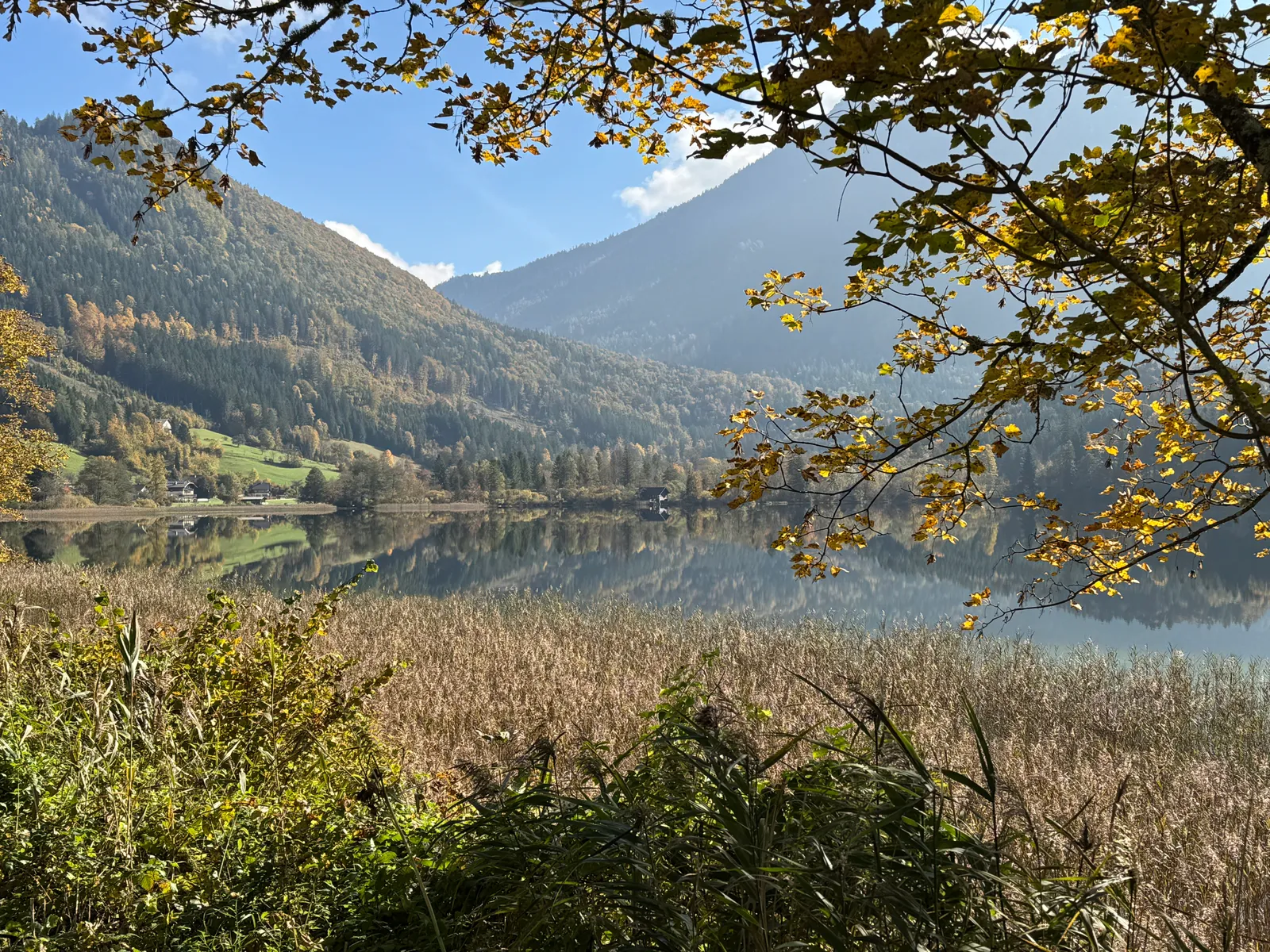 Schilf am Ufer des Lunzer Sees mit Bergspiegelung im stillen Herbstwasser.