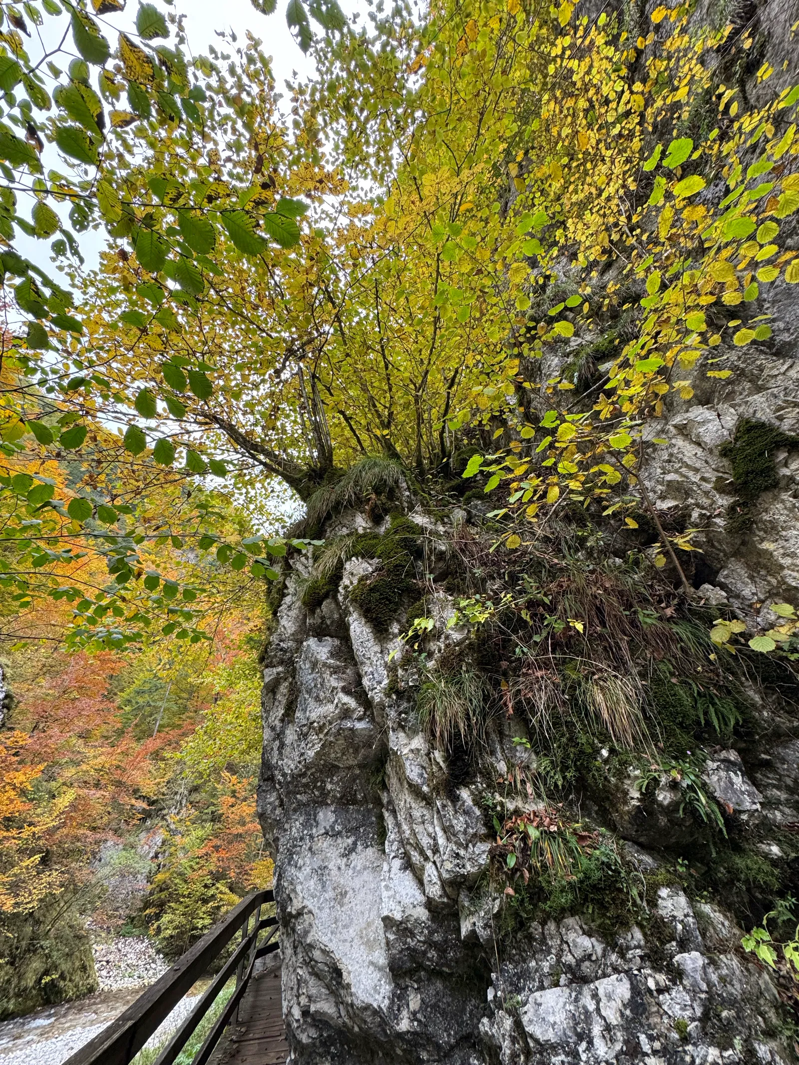 Ein moosbedeckter Fels mit herbstlich gefärbten Bäumen ragt über einen schmalen Holzsteg in einer Schlucht.