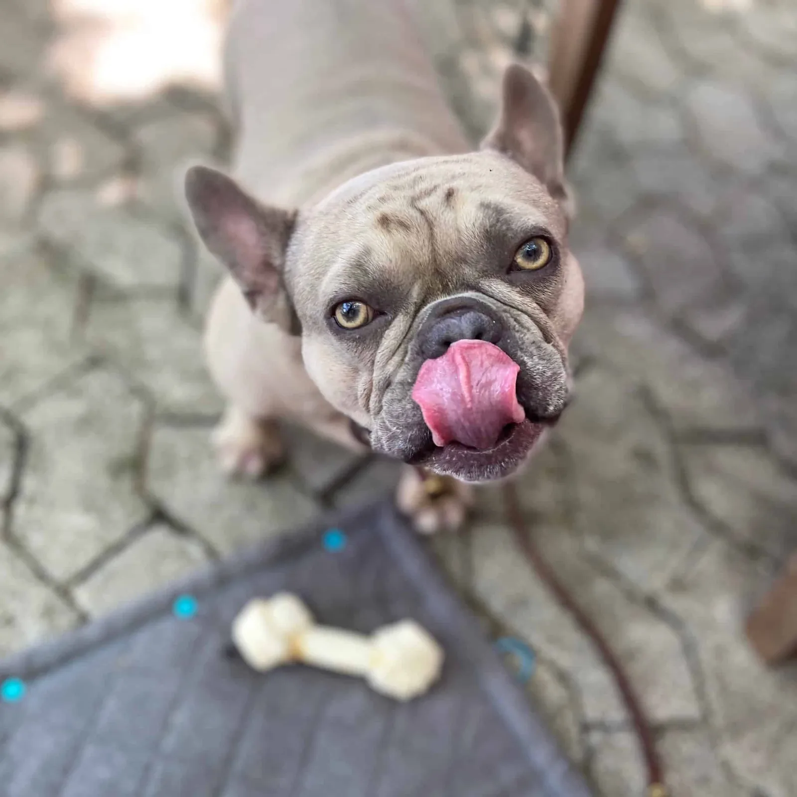Porträt von Archie, einer grauen Französischen Bulldogge, mit heraushängender Zunge.