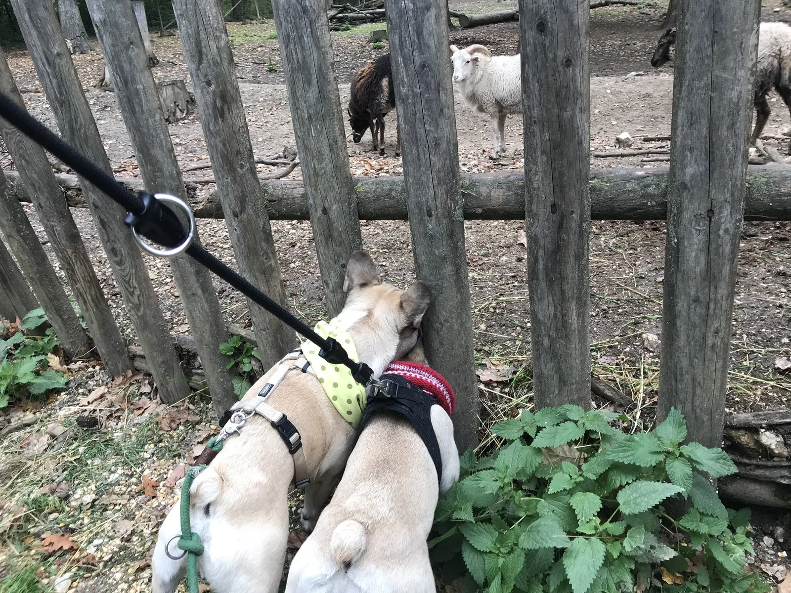 Ausflug mit Hund zu den Wölfen im Wildpark Ernstbrunn, NÖ