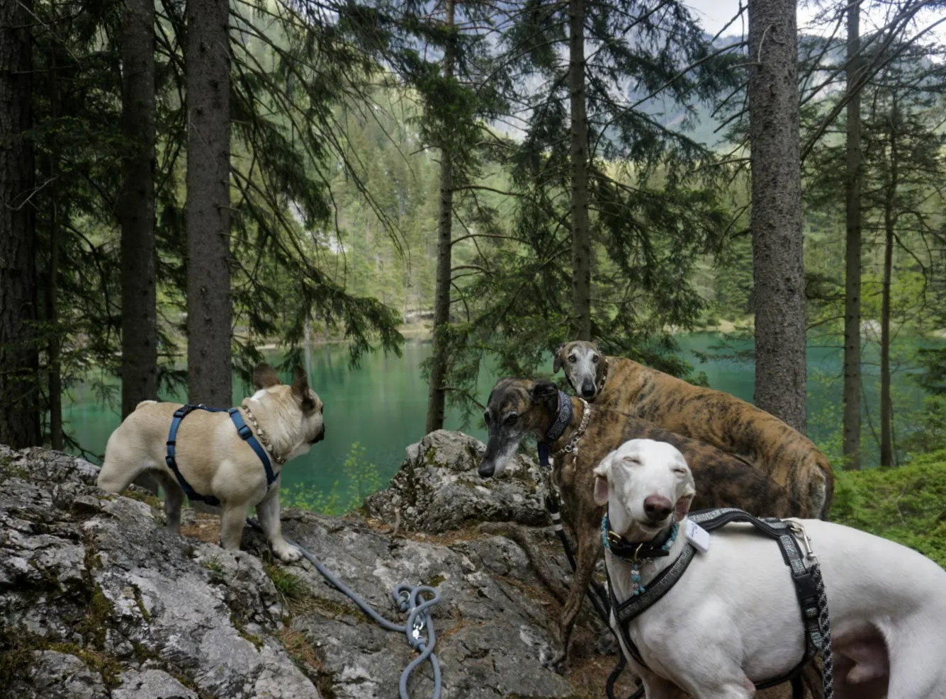 Grüner See Hundereise