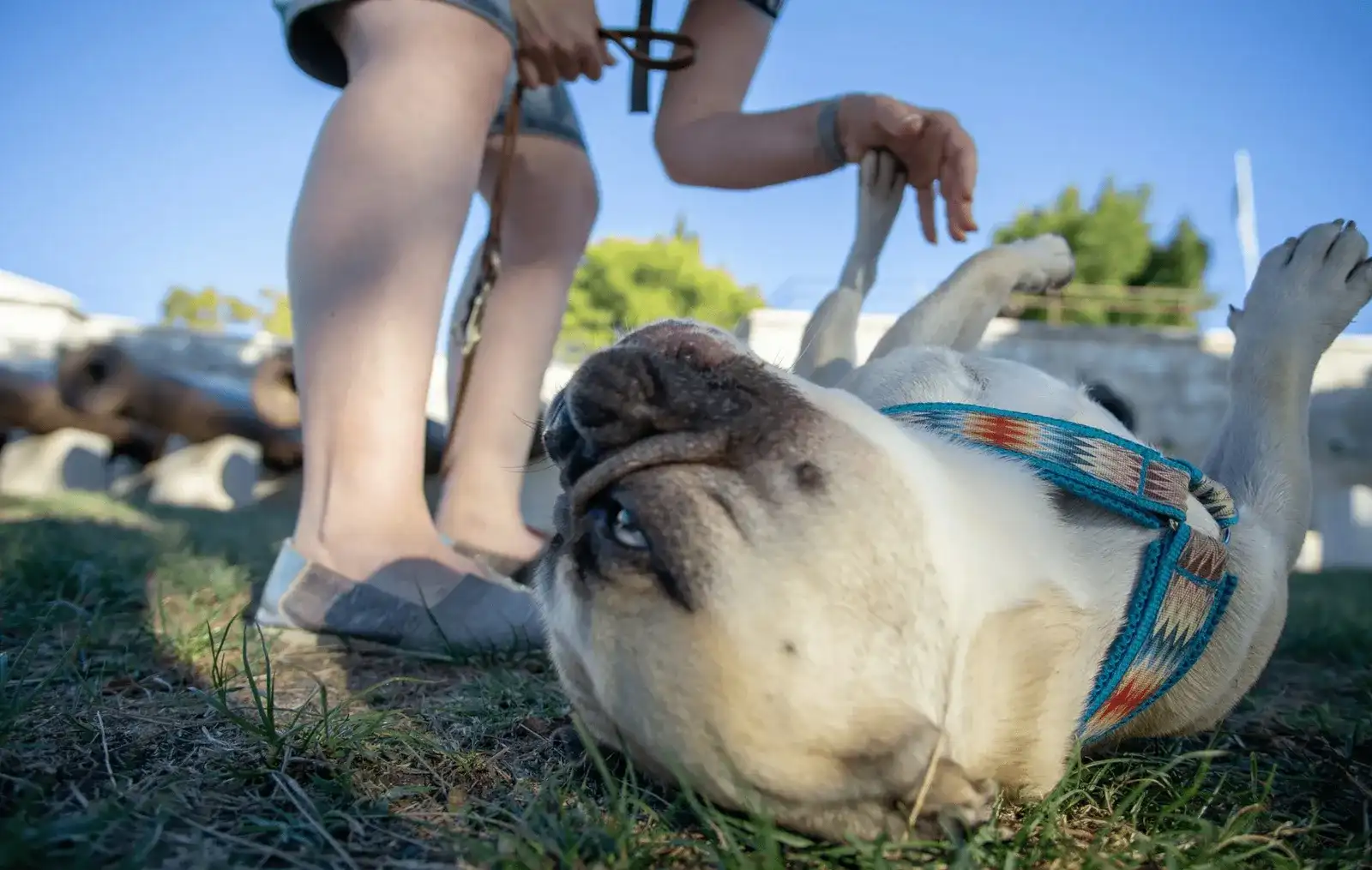 Urlaub mit Hund in Istrien, Kroatien - Teil 3