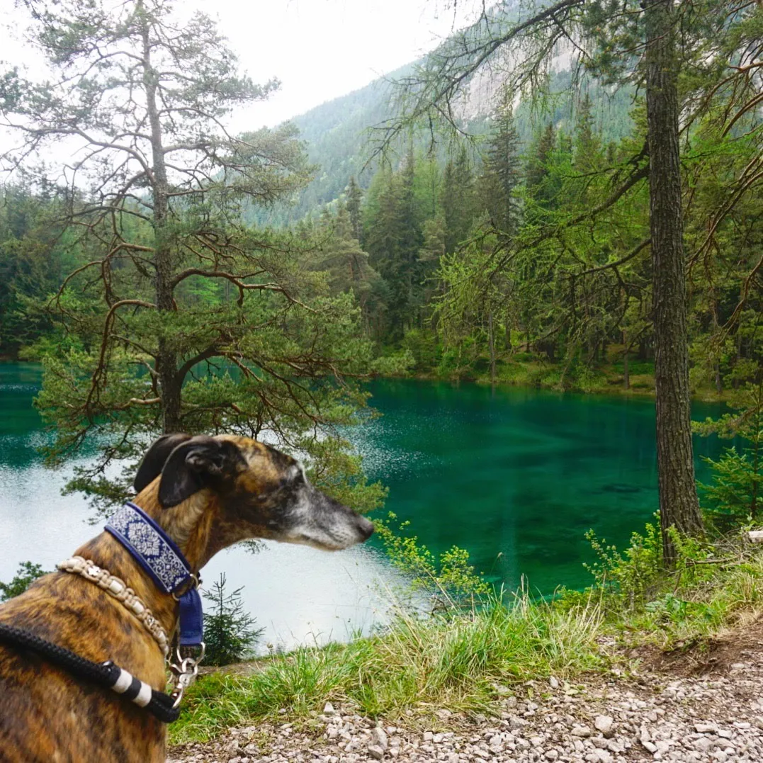 Grüner See Hundereise