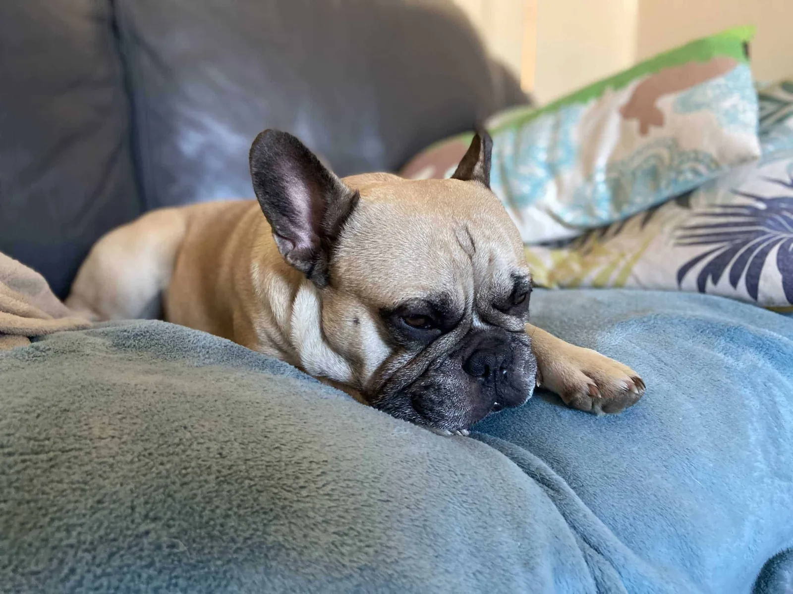 Murphy chillt Couch