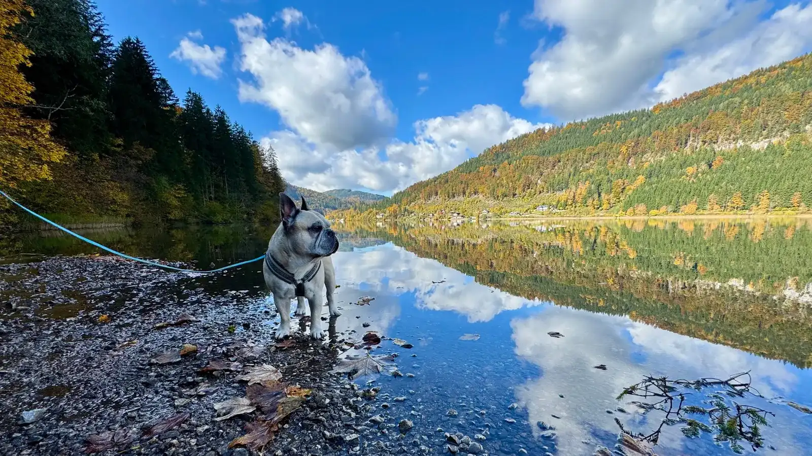 Goldener Herbst im Mostviertel: Kurzurlaub mit Hund in Göstling