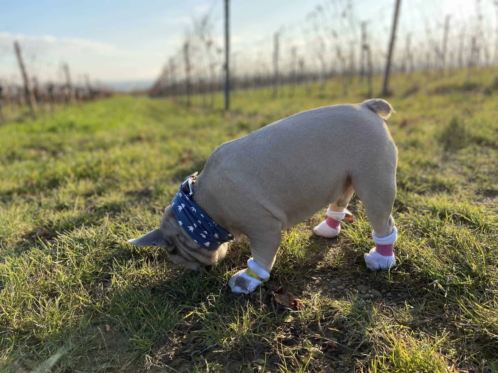 Archie Socken VetWrap