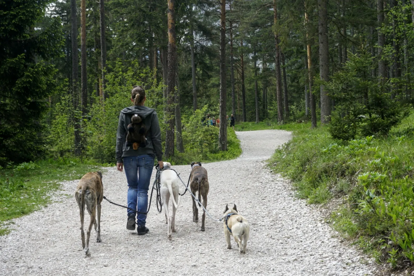 Grüner See Hundereise