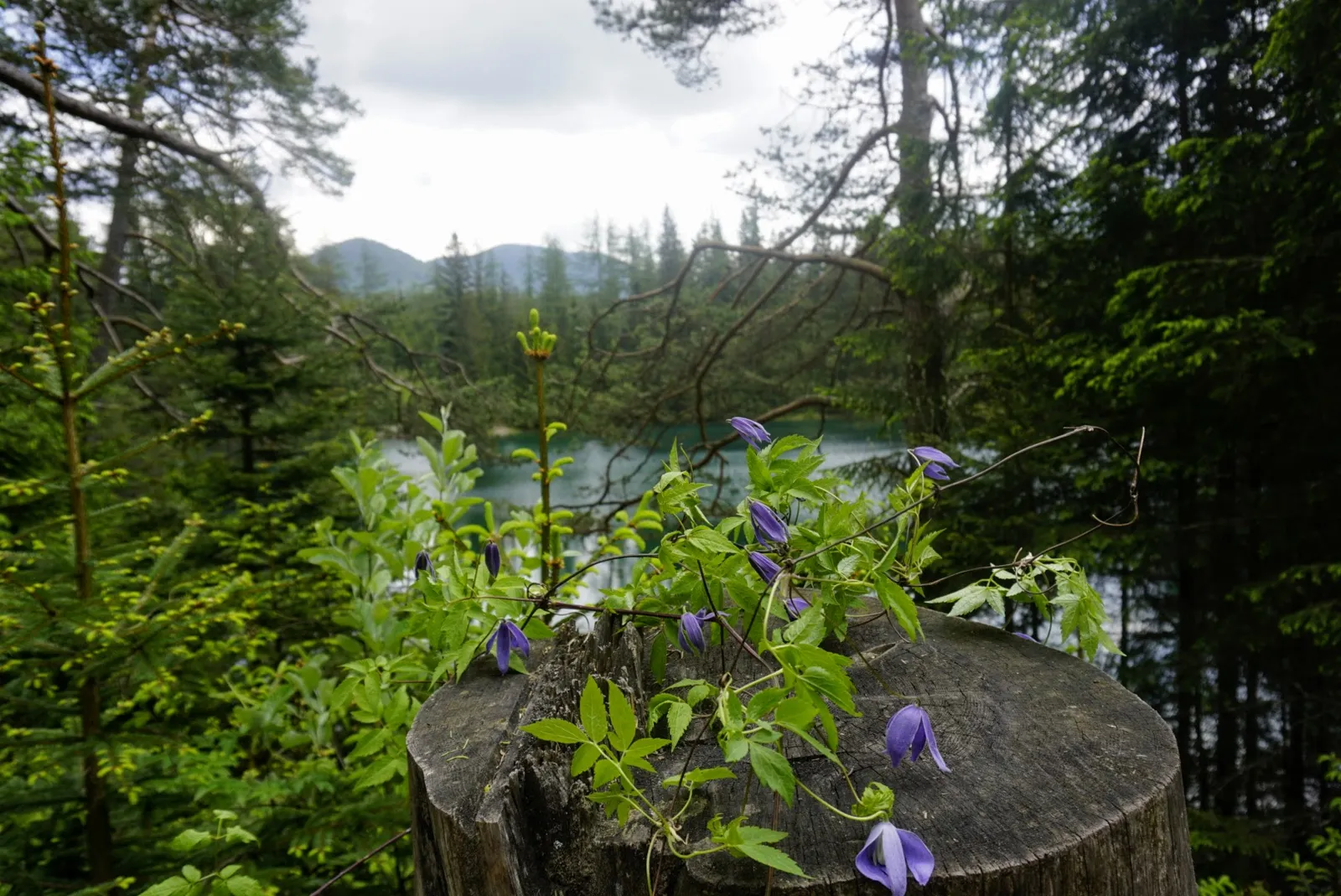 Grüner See Hundereise
