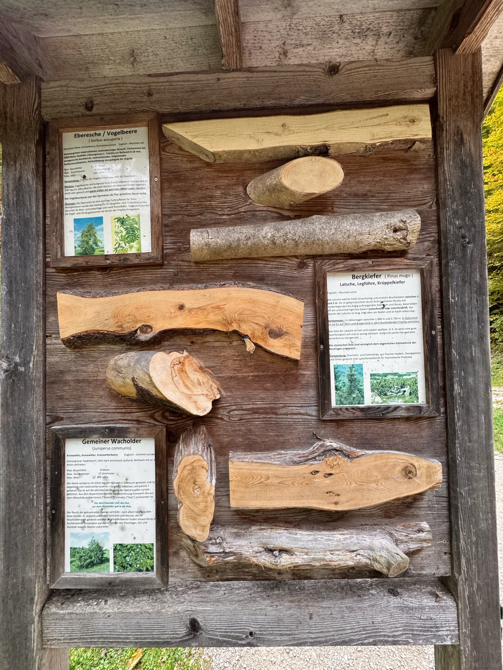 Eine Holztafel mit aufgenagelten Holzproben und Informationskarten zu verschiedenen Baumarten.