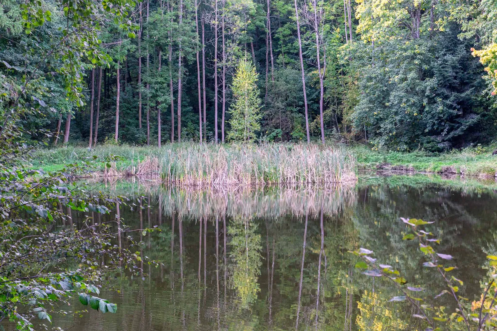 Waldviertel Zwettl Hundereise