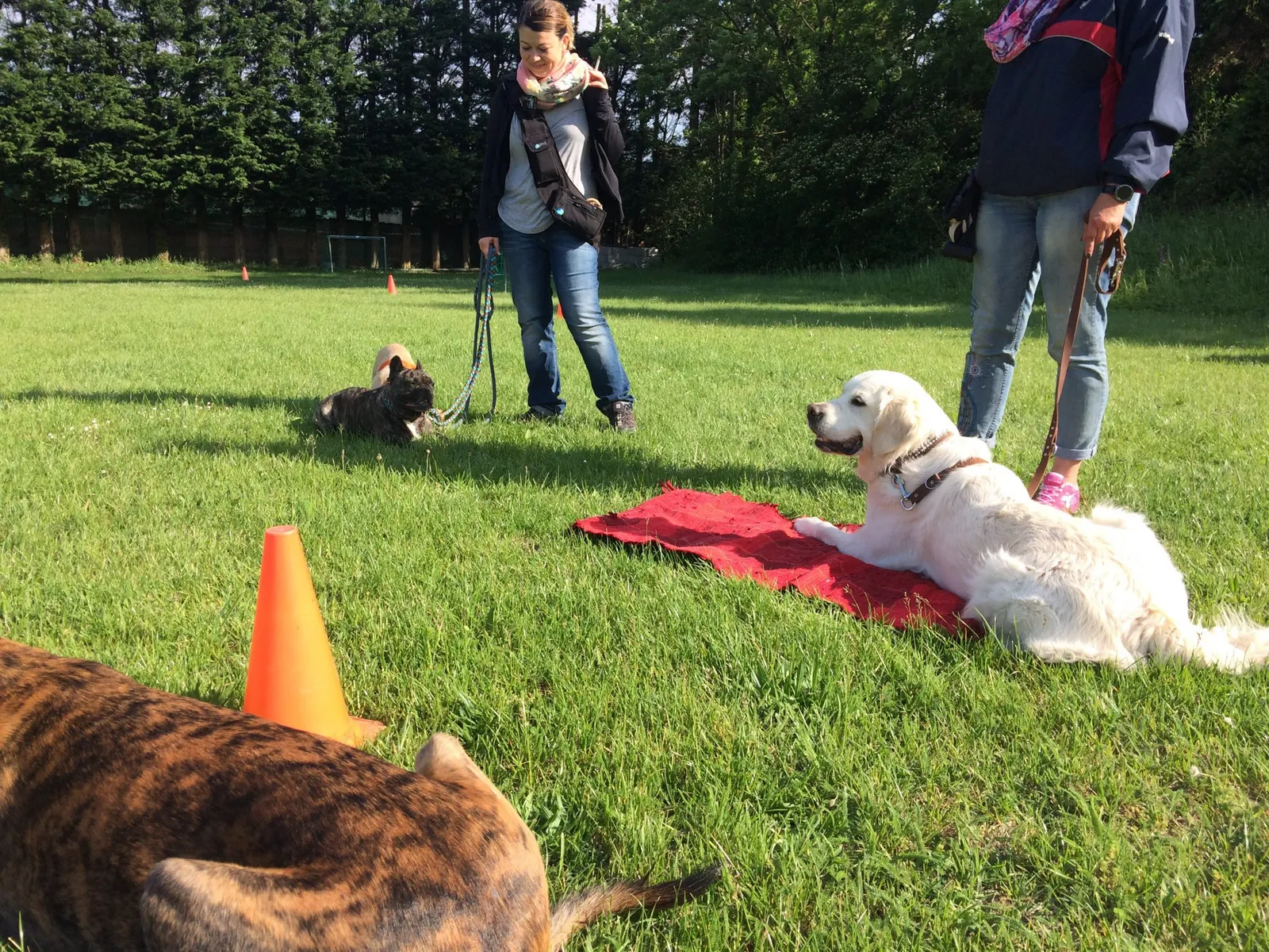 Intensiv Seminar Mensch-Hund-Beziehung