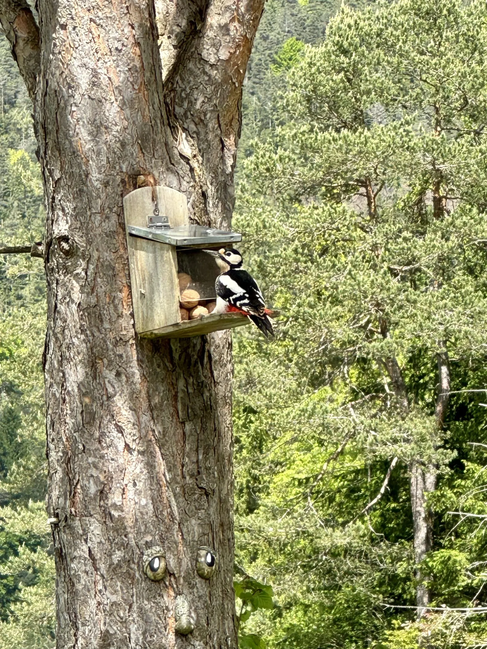 Ein Specht sitzt an einem Futterhaus an einem Baumstamm im Wald.