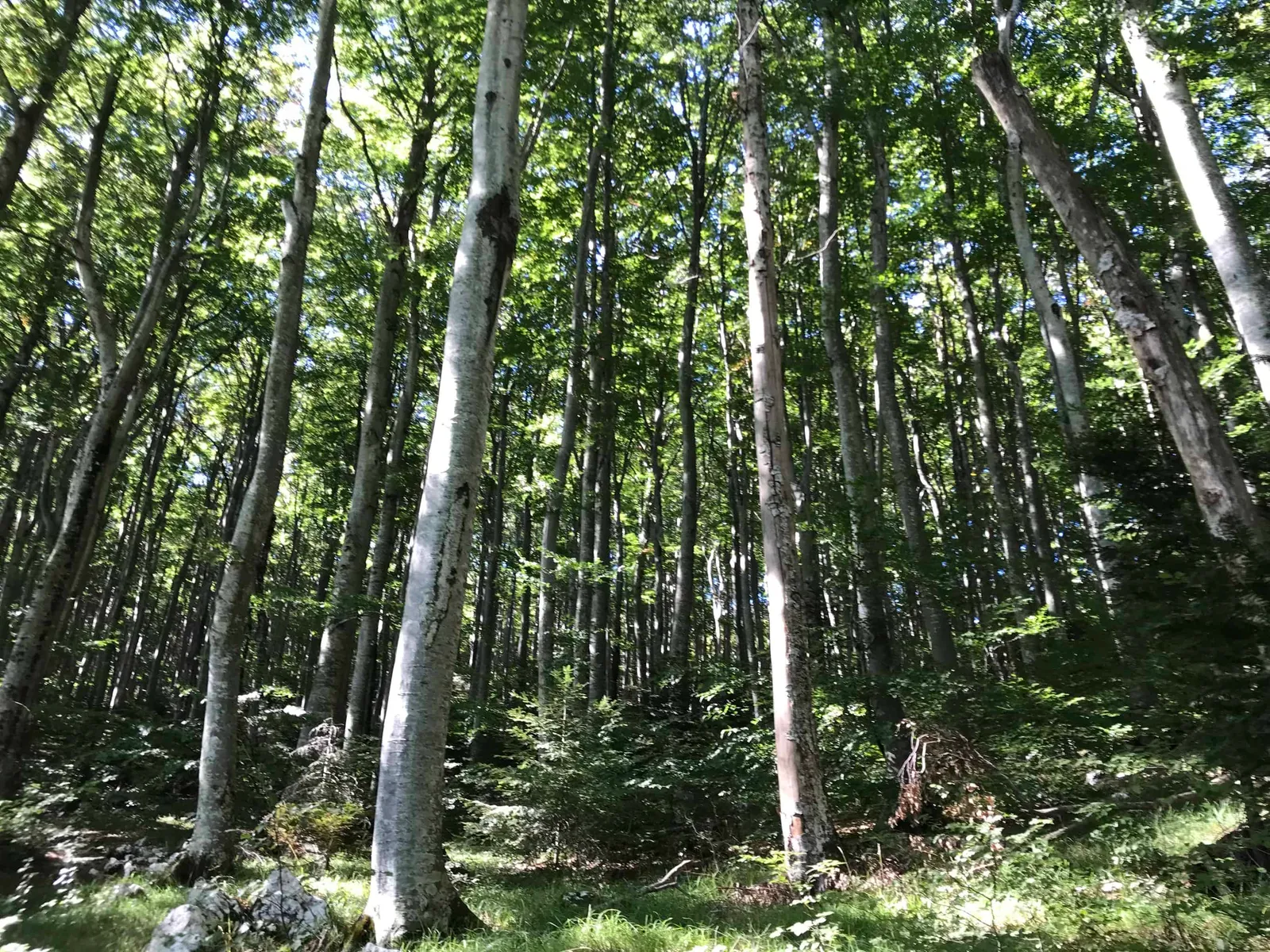 Urlaub Wandern Hund Vojak Kroatien