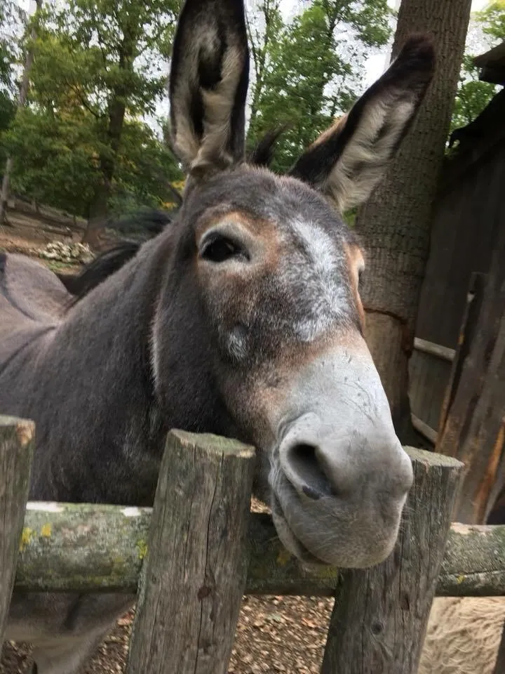 Ausflug mit Hund zu den Wölfen im Wildpark Ernstbrunn, NÖ
