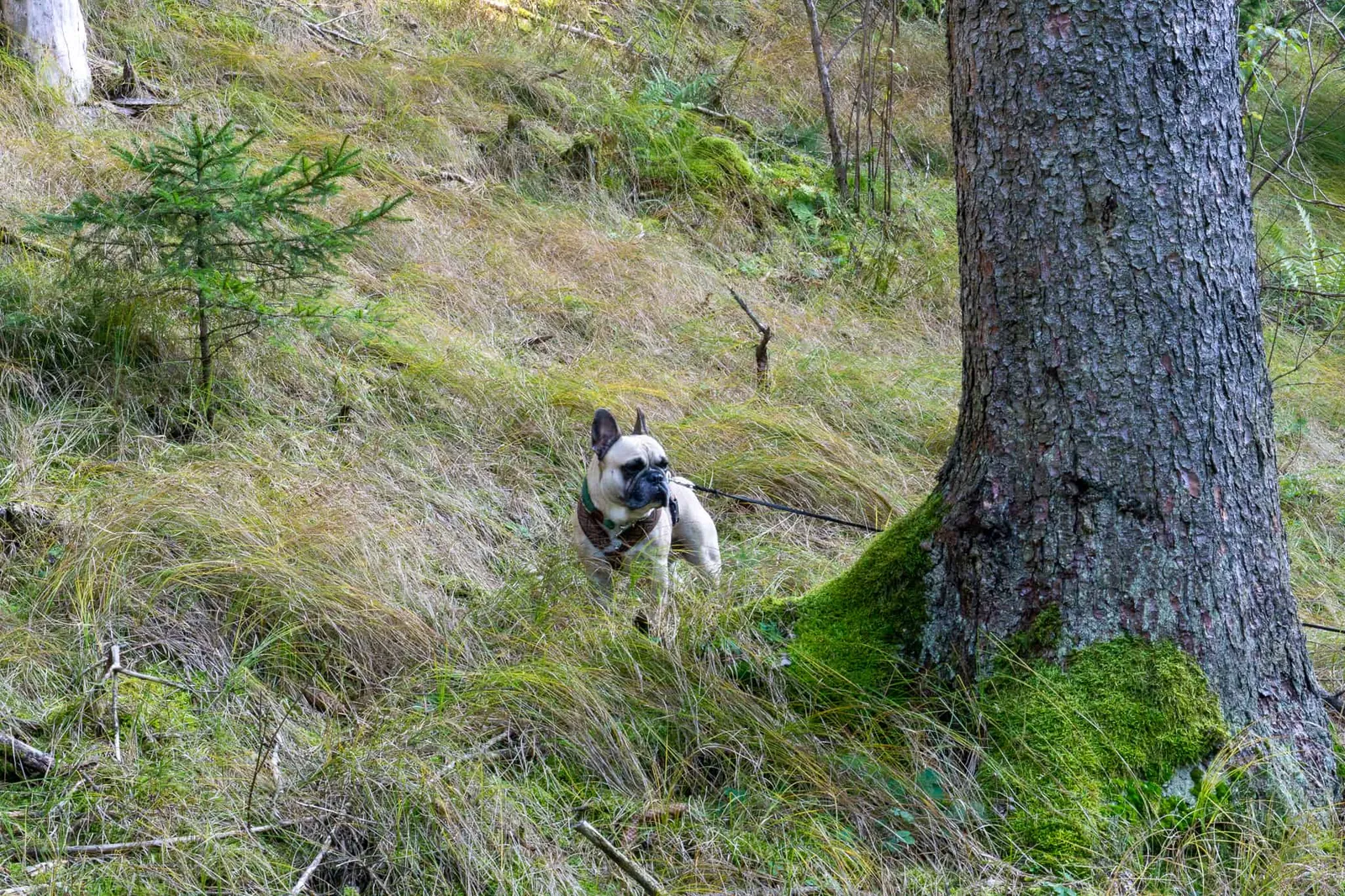 Waldviertel Zwettl Hundereise Riegersbach