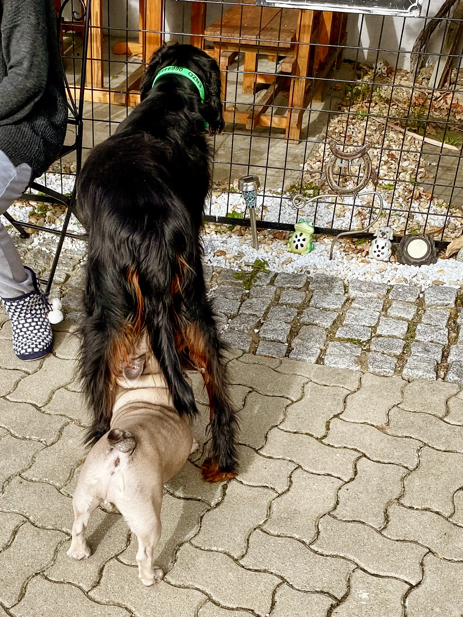 Archie lernt den Nachbarshund kennen
