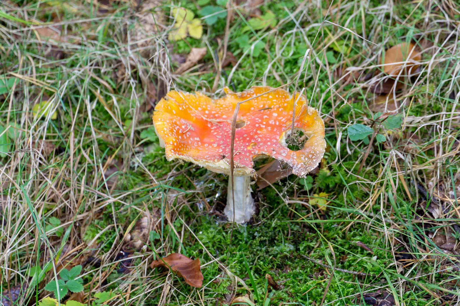 Weltkugel Hundereise