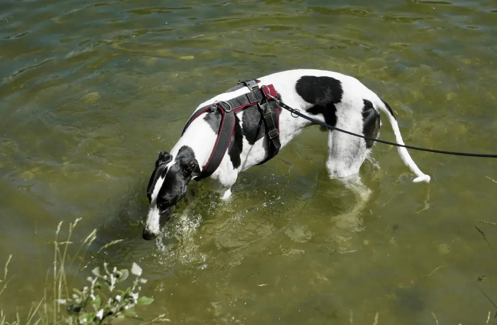 Great Global Greyhound Walk in der Lobau