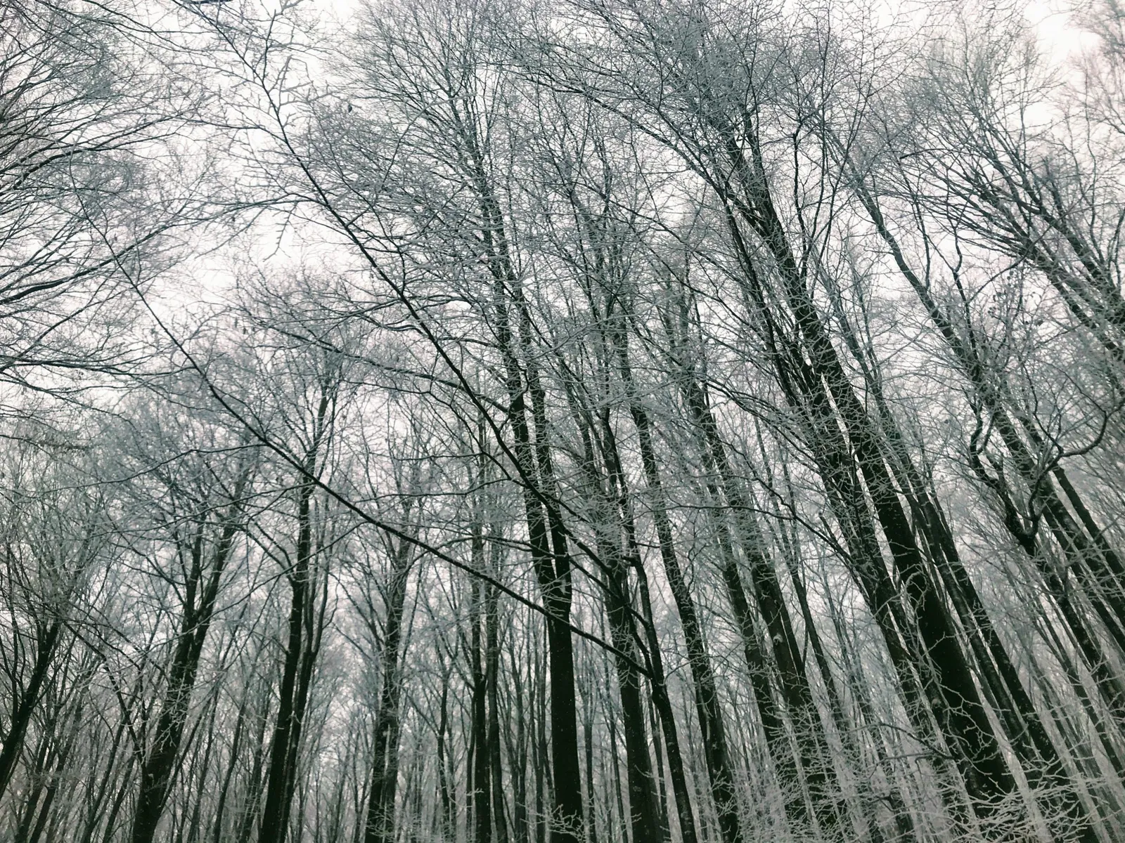 Hundewanderung