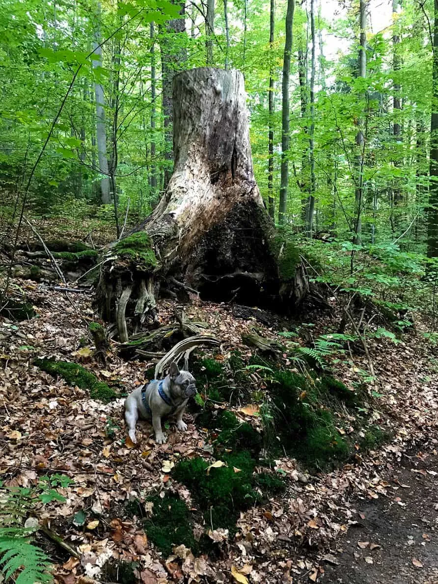 Waldviertel Zwettl Hundereise