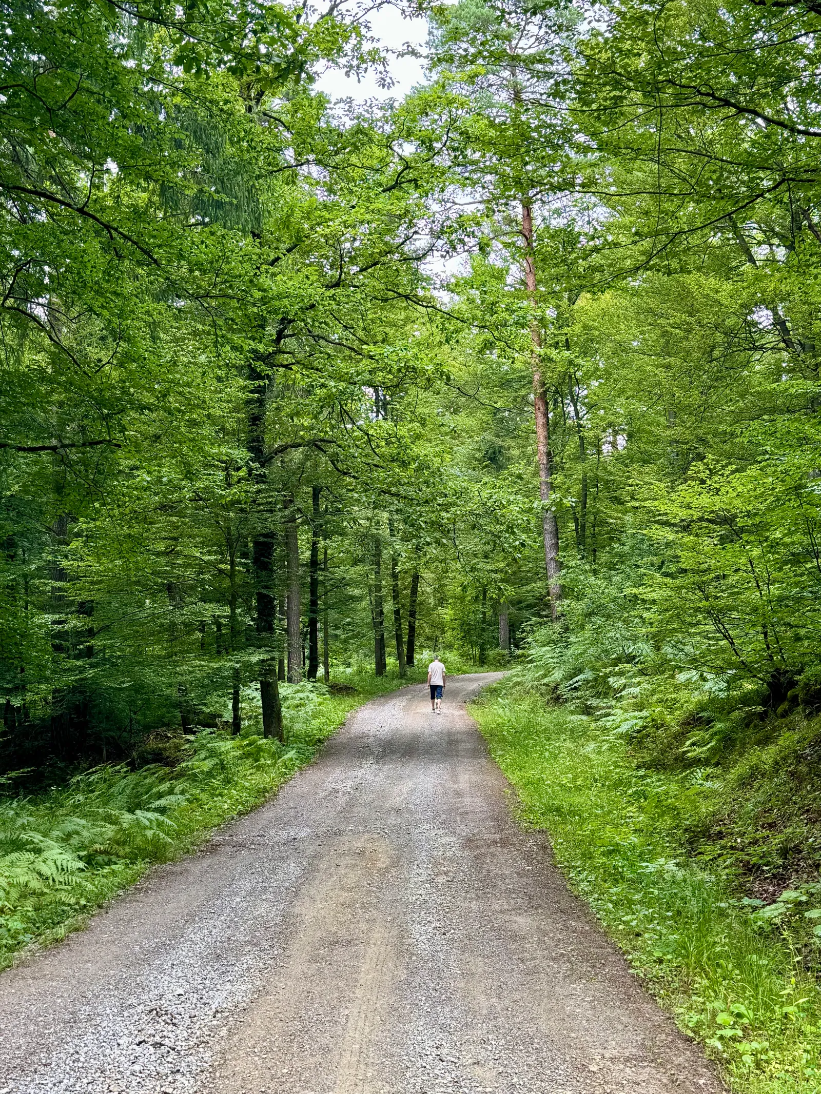 Eine Person spaziert auf einem breiten Schotterweg durch einen hellen Laubwald.