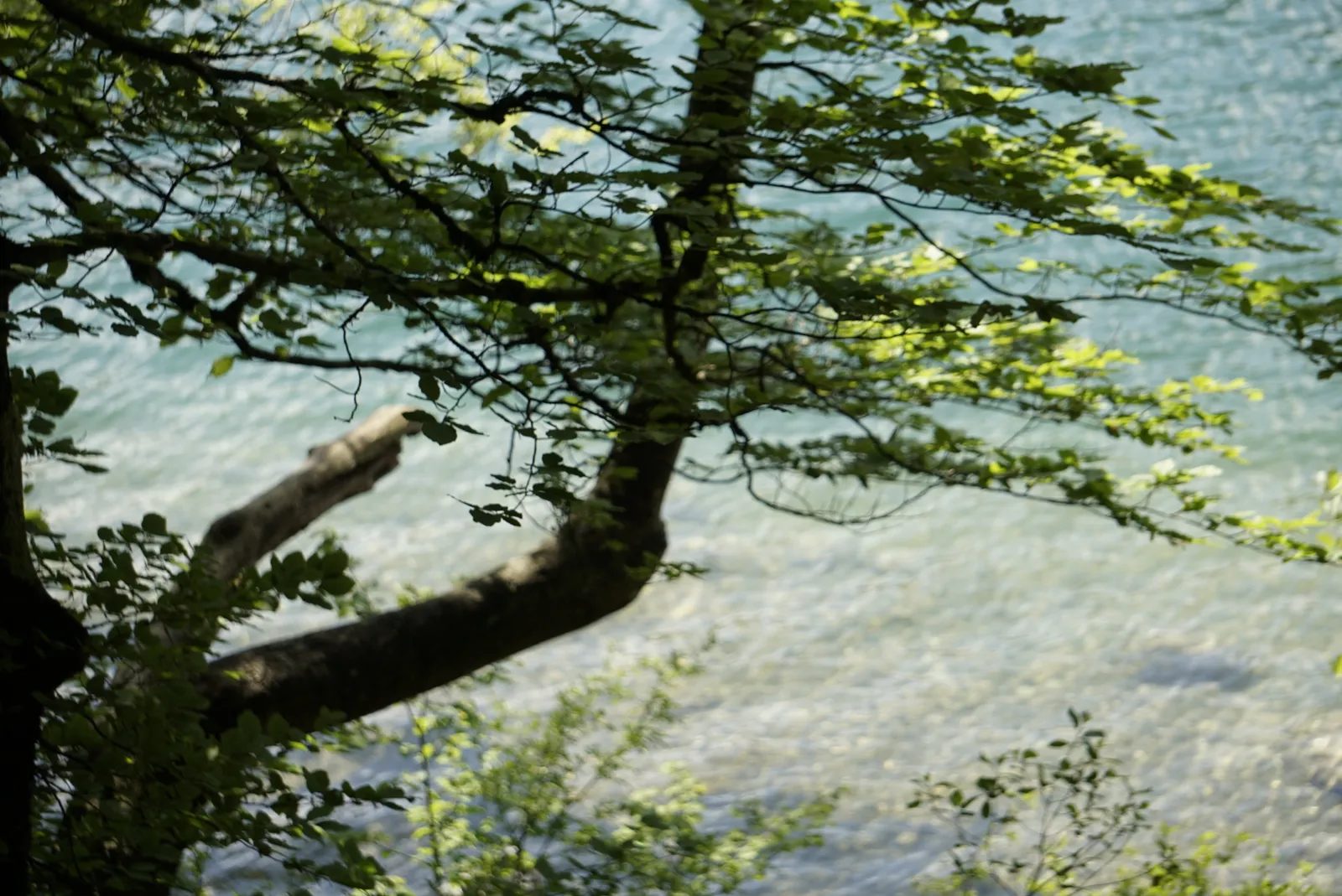 Leopoldsteiner See Hundereise