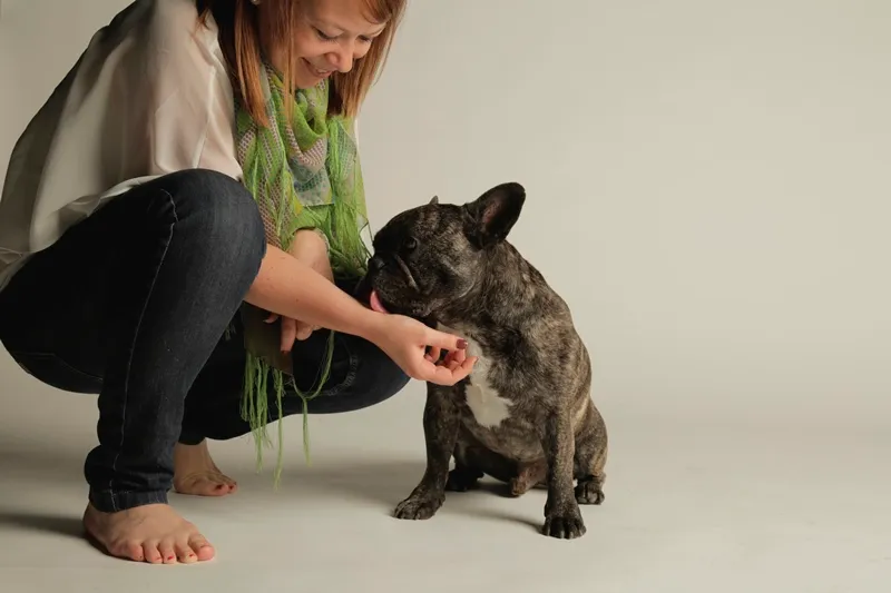 French Bulldog