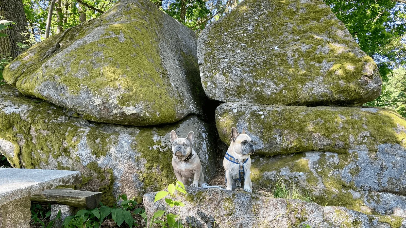Ausflug mit Hund in die Blockheide Gmünd