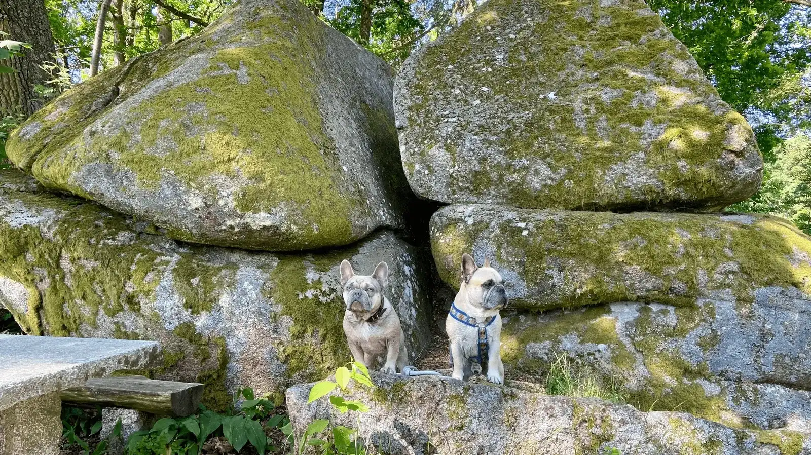 Ausflug mit Hund in die Blockheide Gmünd